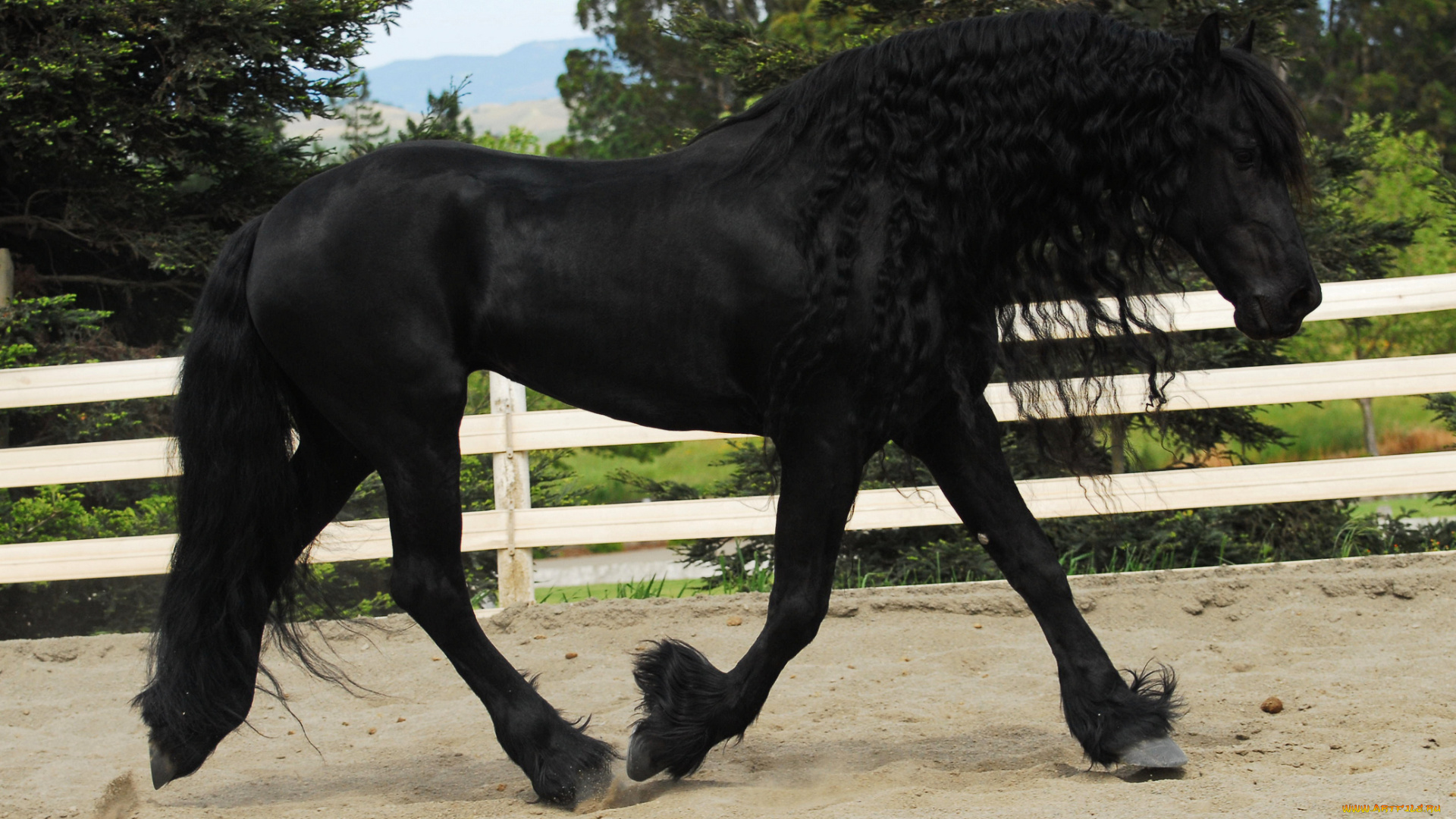 животные, лошади, фриз