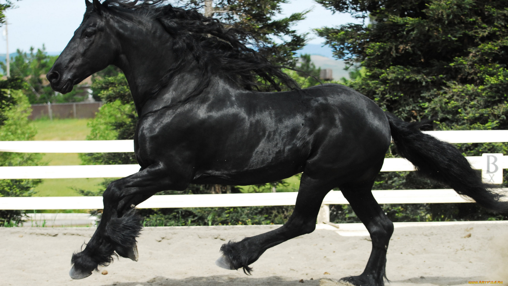 животные, лошади, фриз