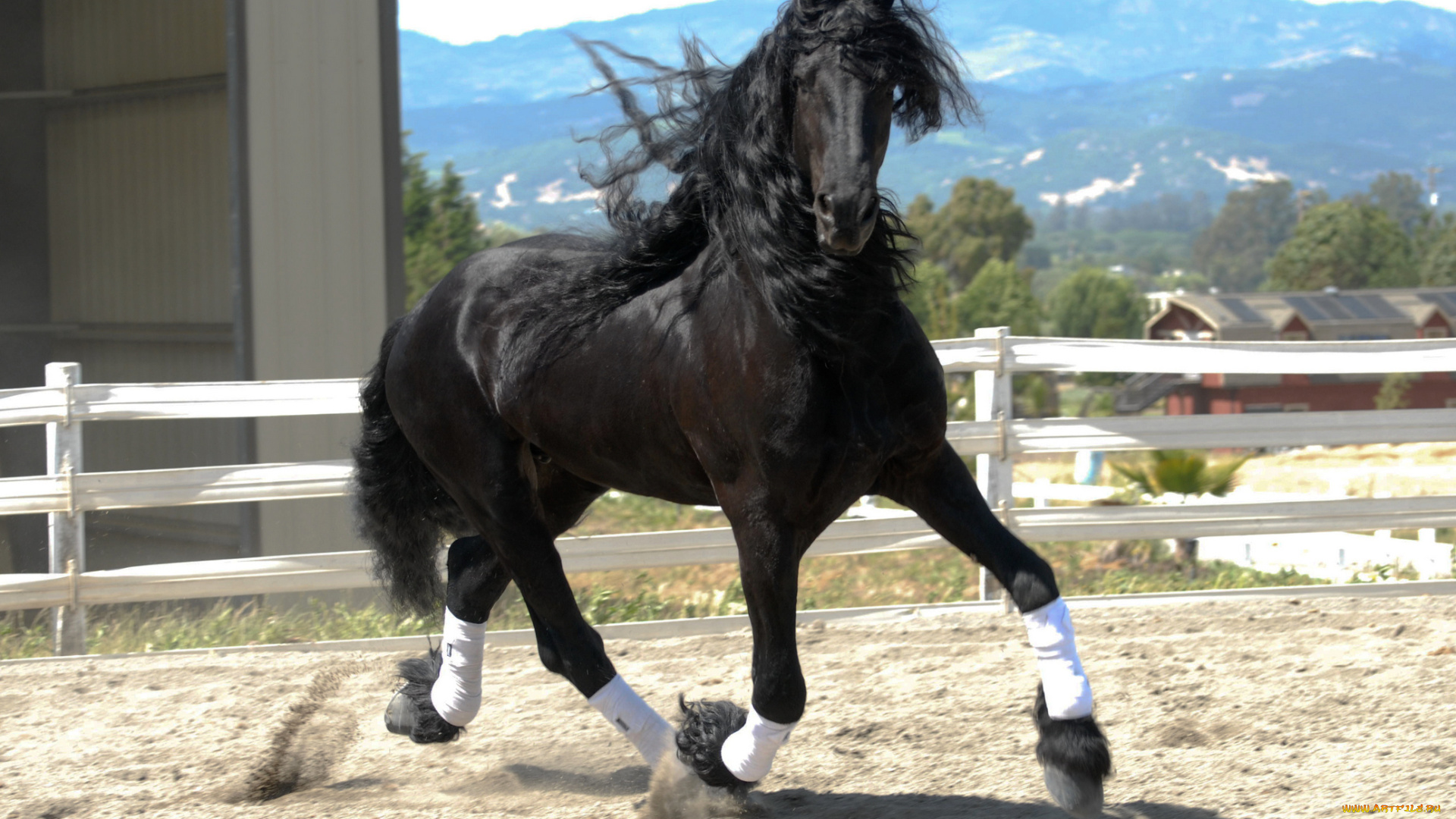 животные, лошади, фриз, жеребец