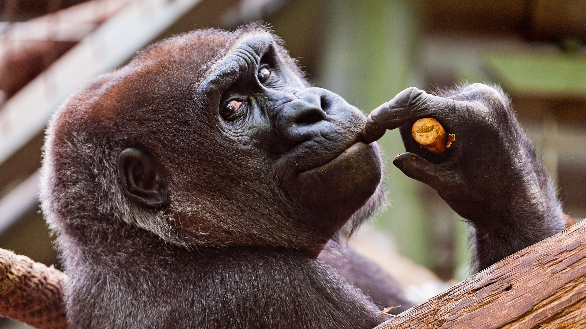 животные, обезьяны, горилла, взгляд