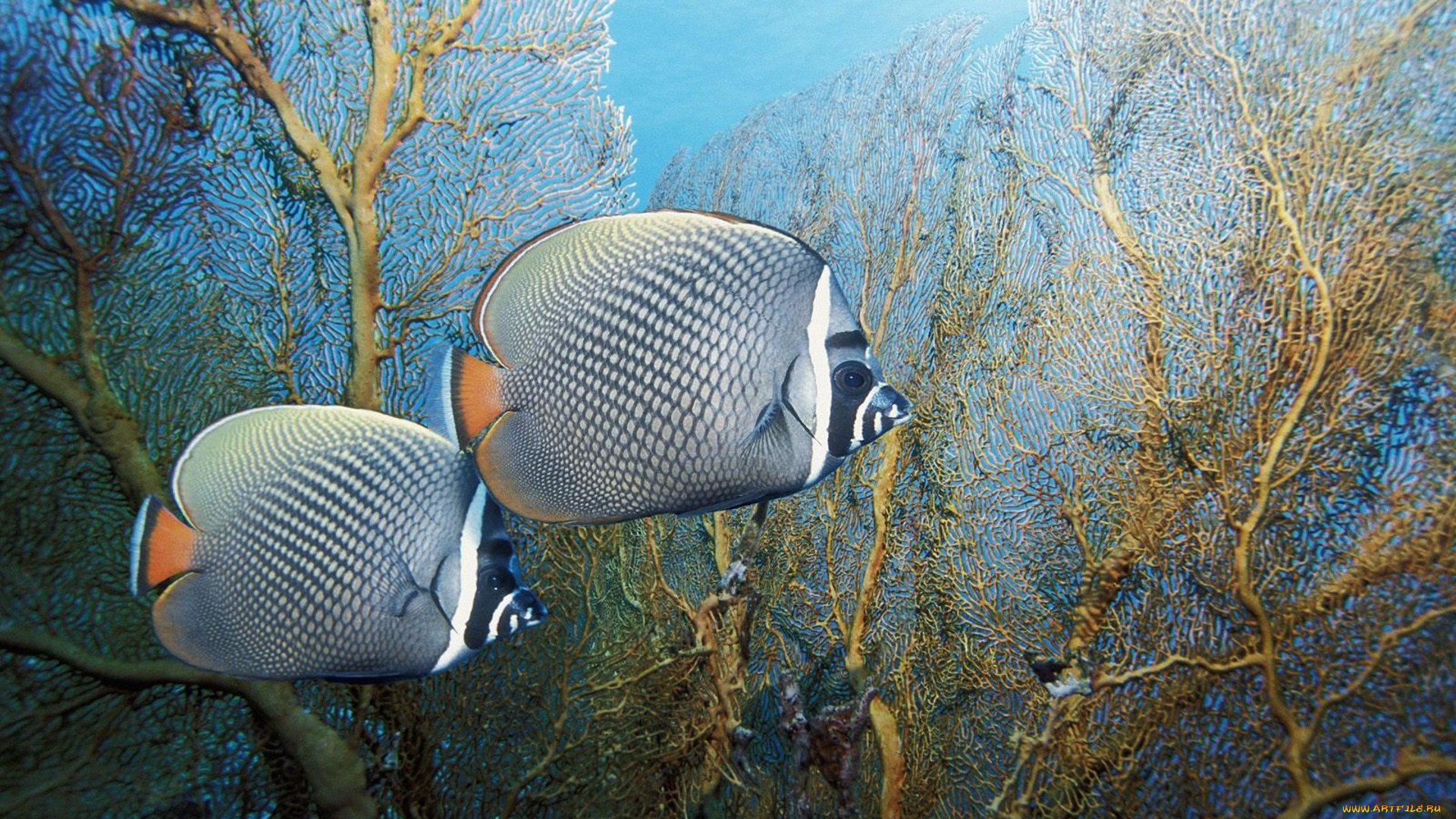 животные, рыбы, кораллы, глубины, океан