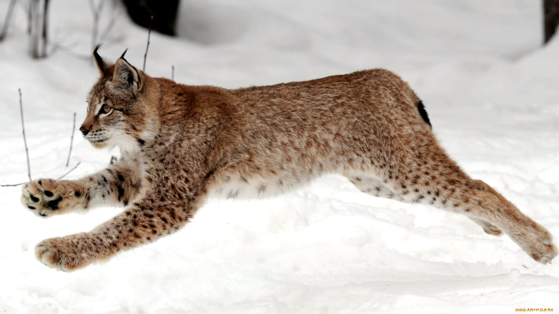 животные, рыси, снег, прыжок