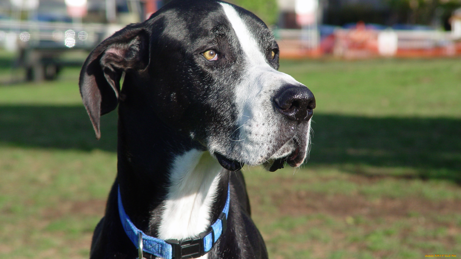 животные, собаки