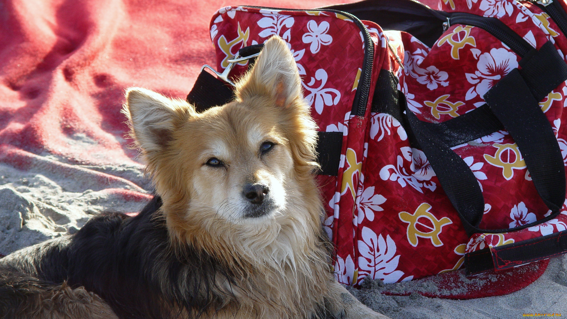 животные, собаки