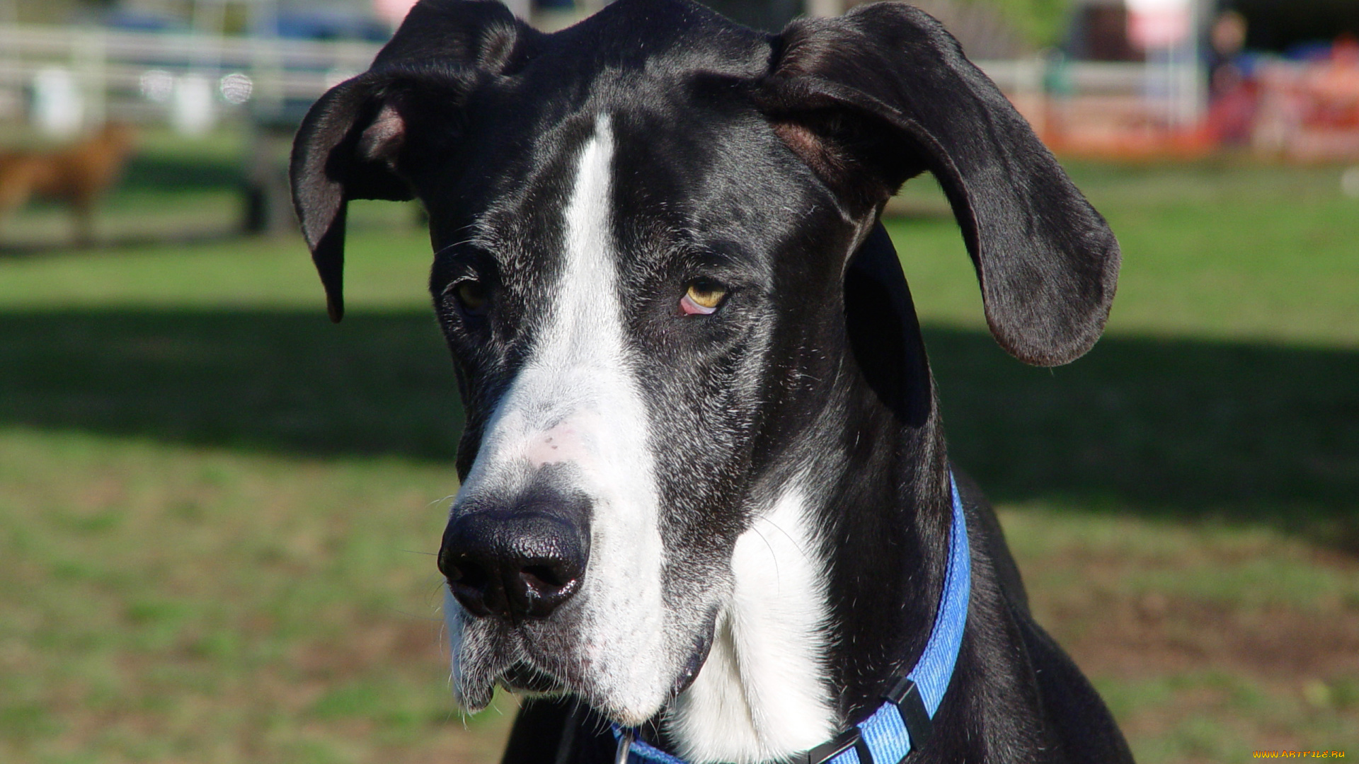 животные, собаки, дог