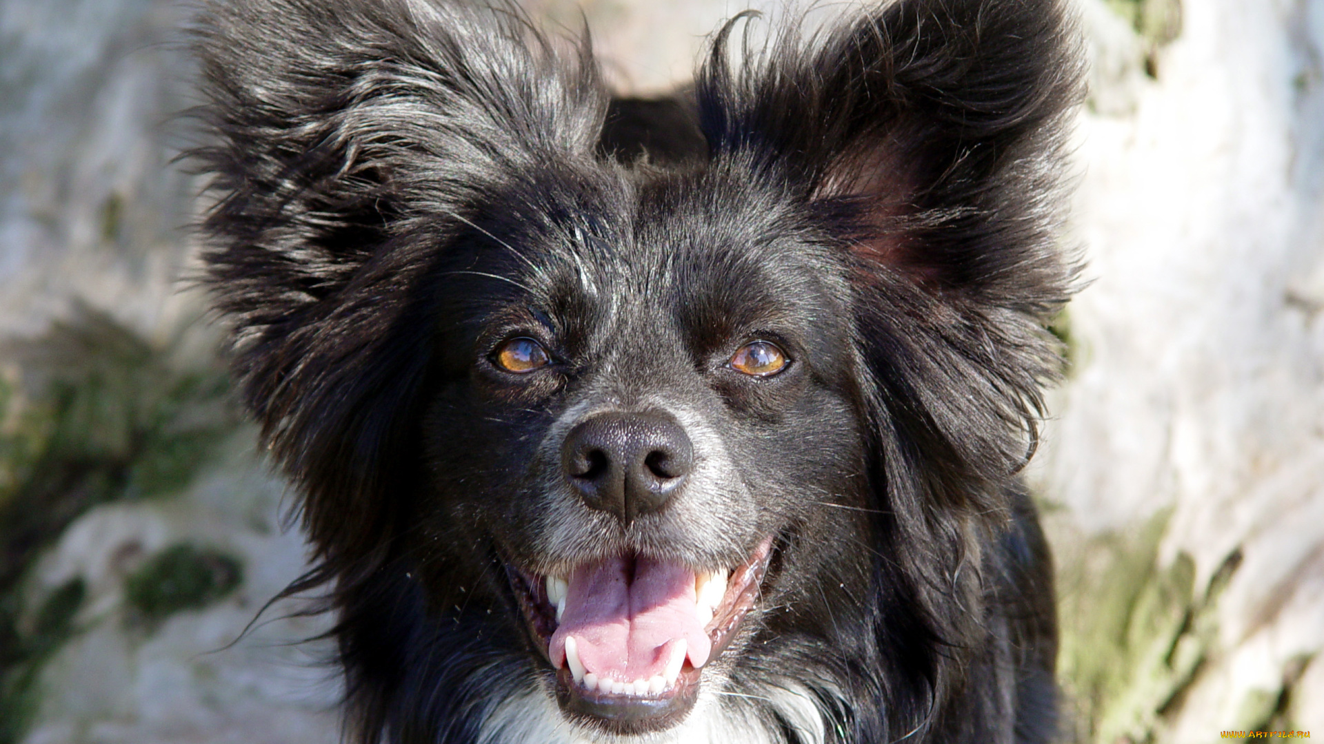 животные, собаки, морда, язык