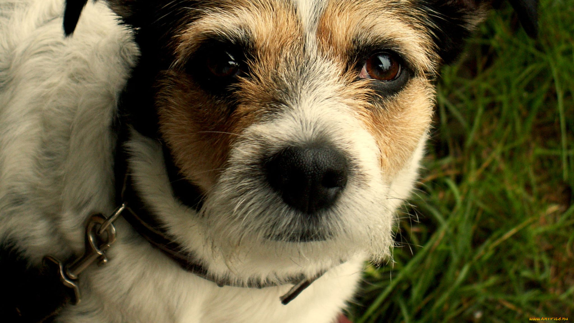 животные, собаки, пес