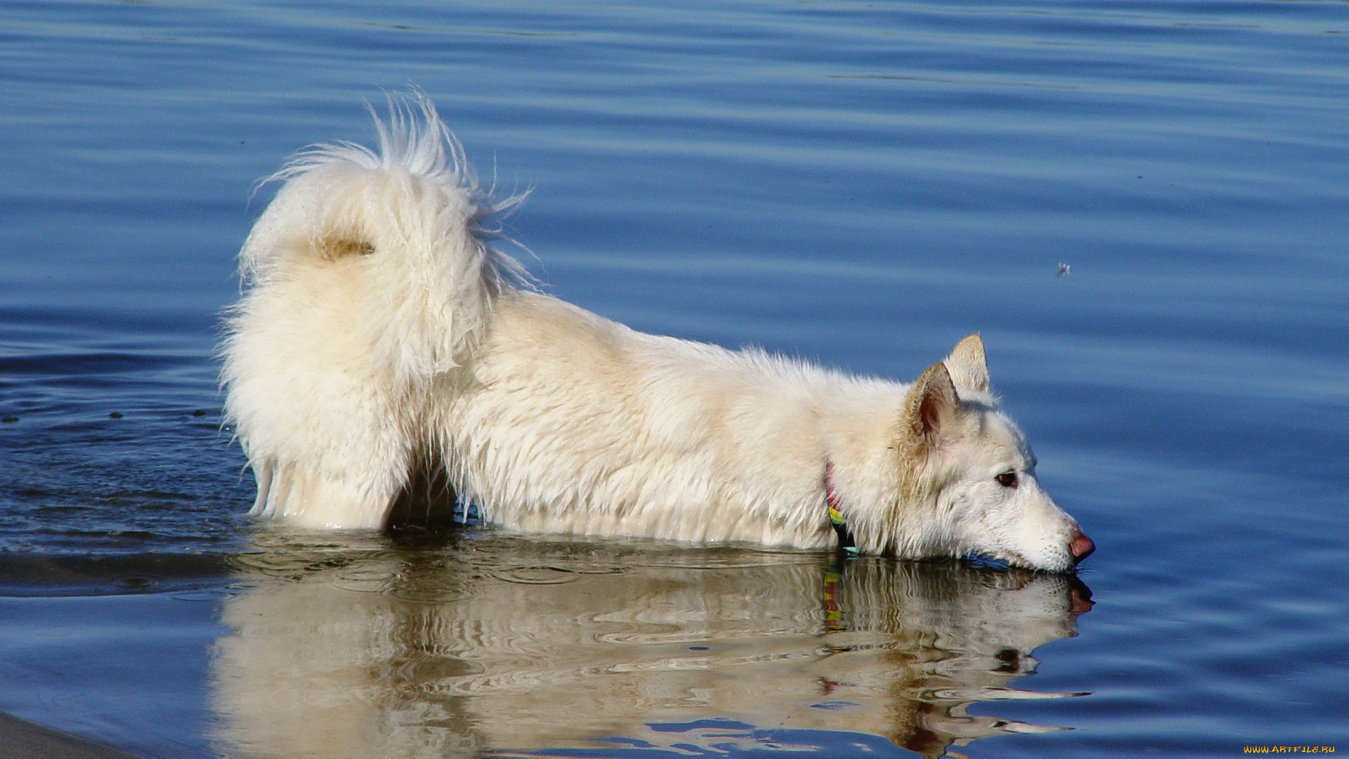 животные, собаки, вода