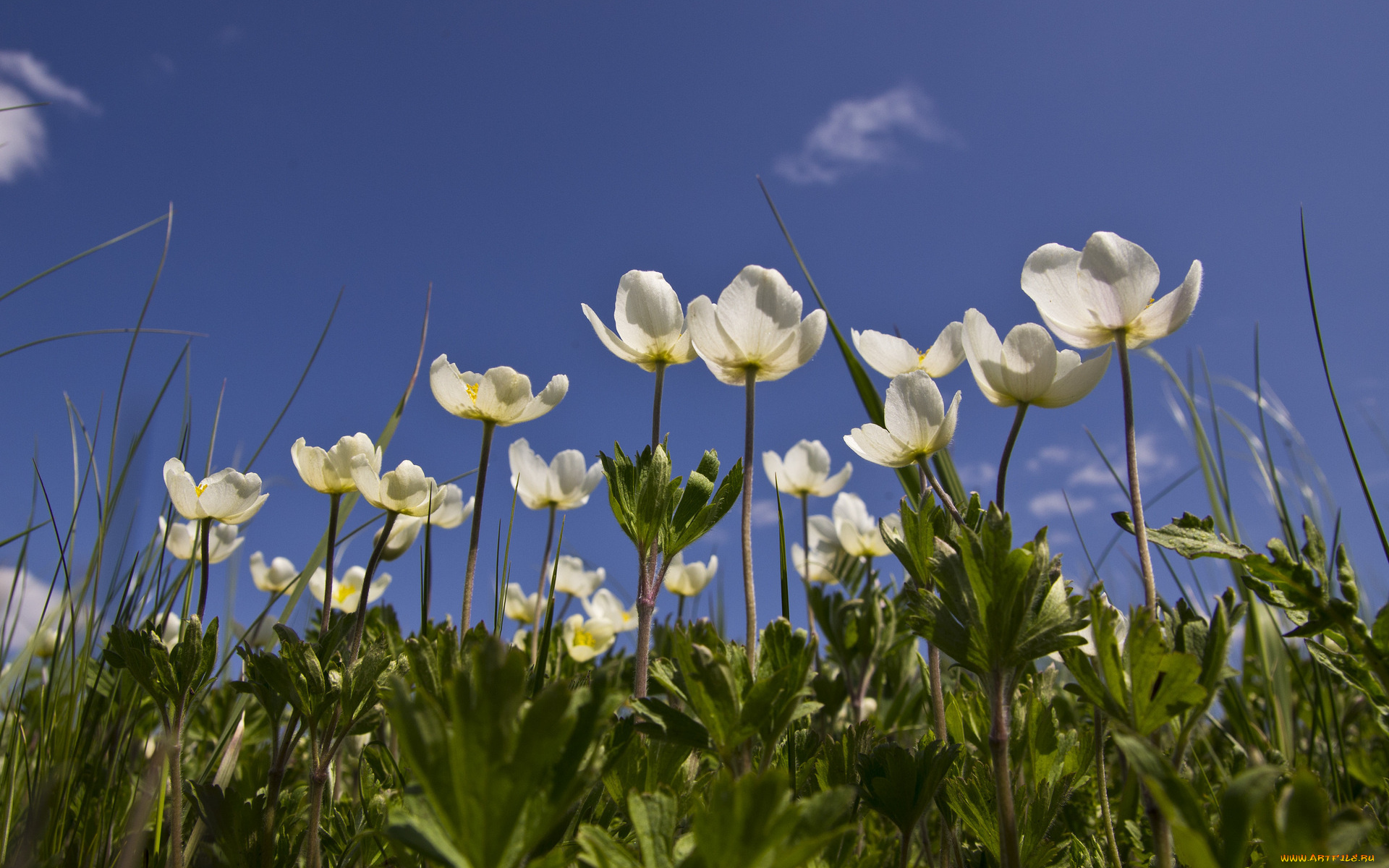 цветы, ветреницы, печёночницы, облака, небо