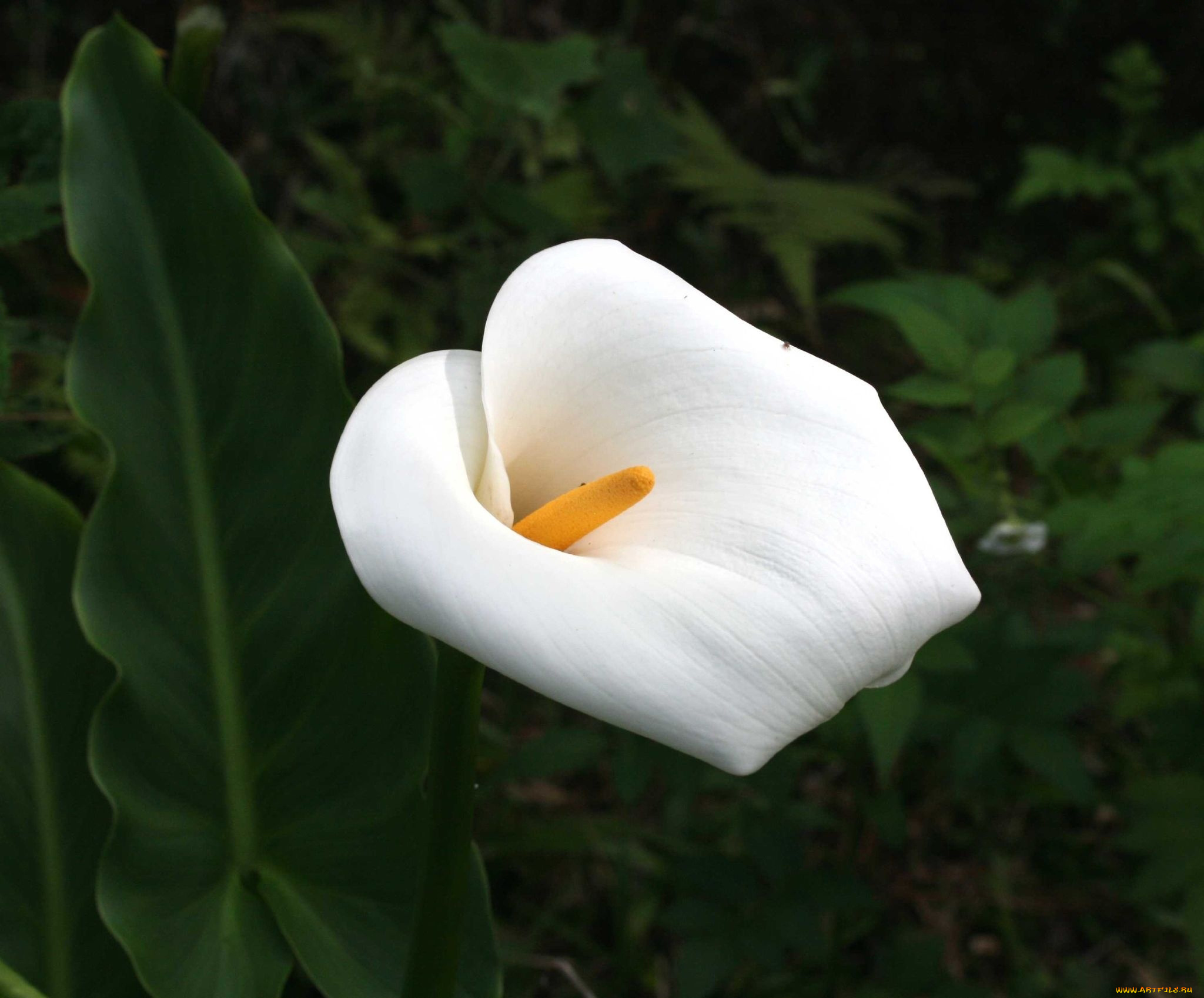 цветы, каллы, белый