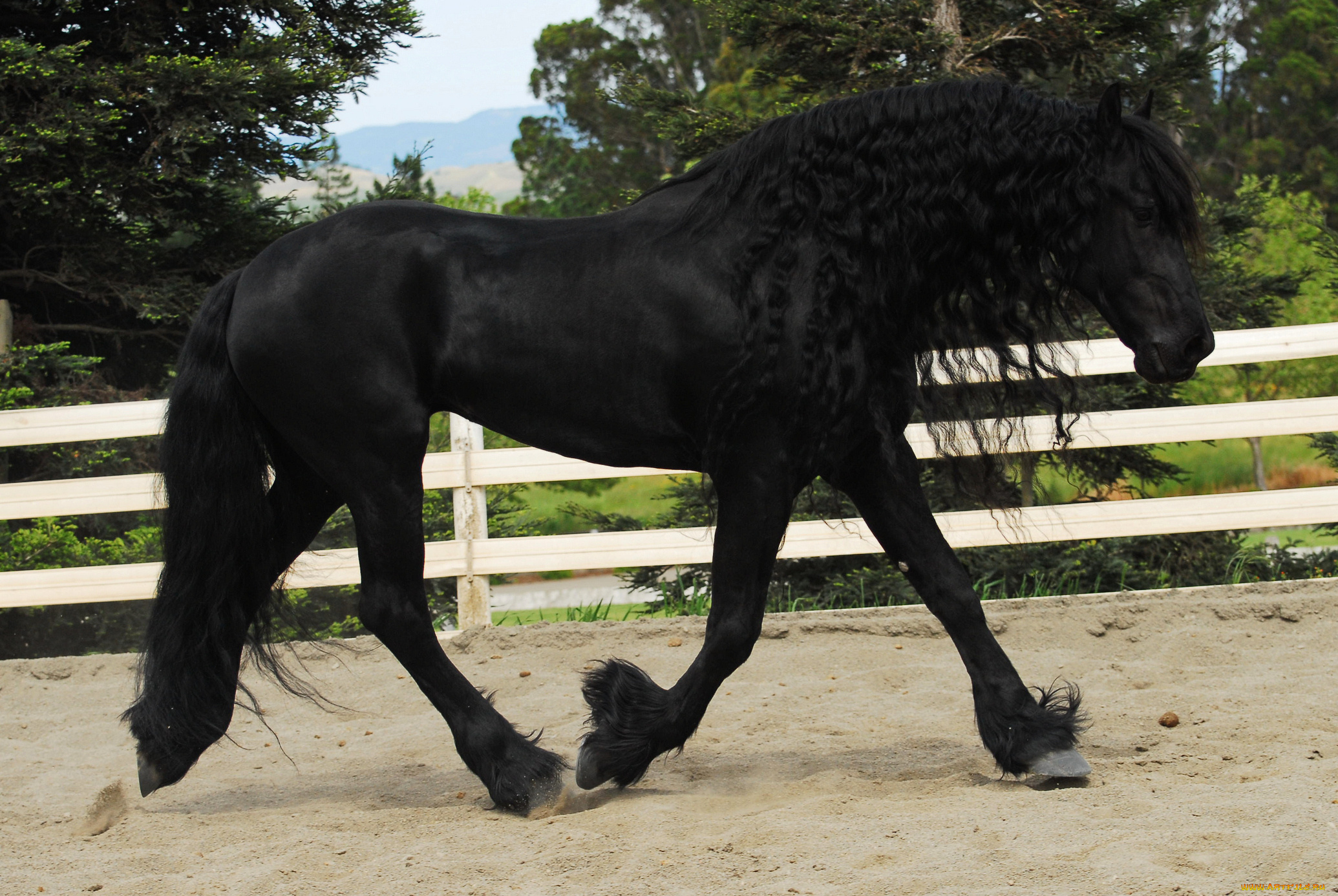 животные, лошади, фриз