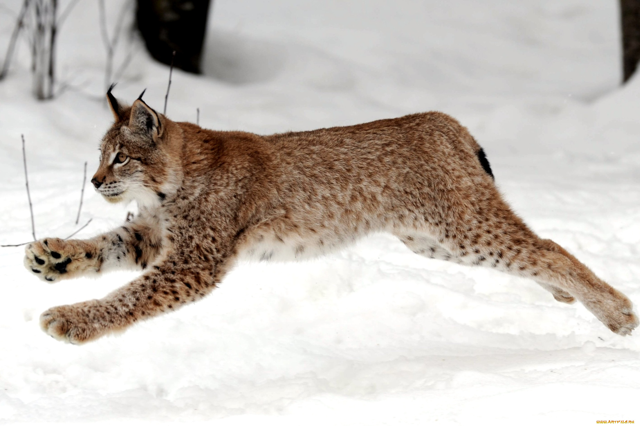 животные, рыси, снег, прыжок