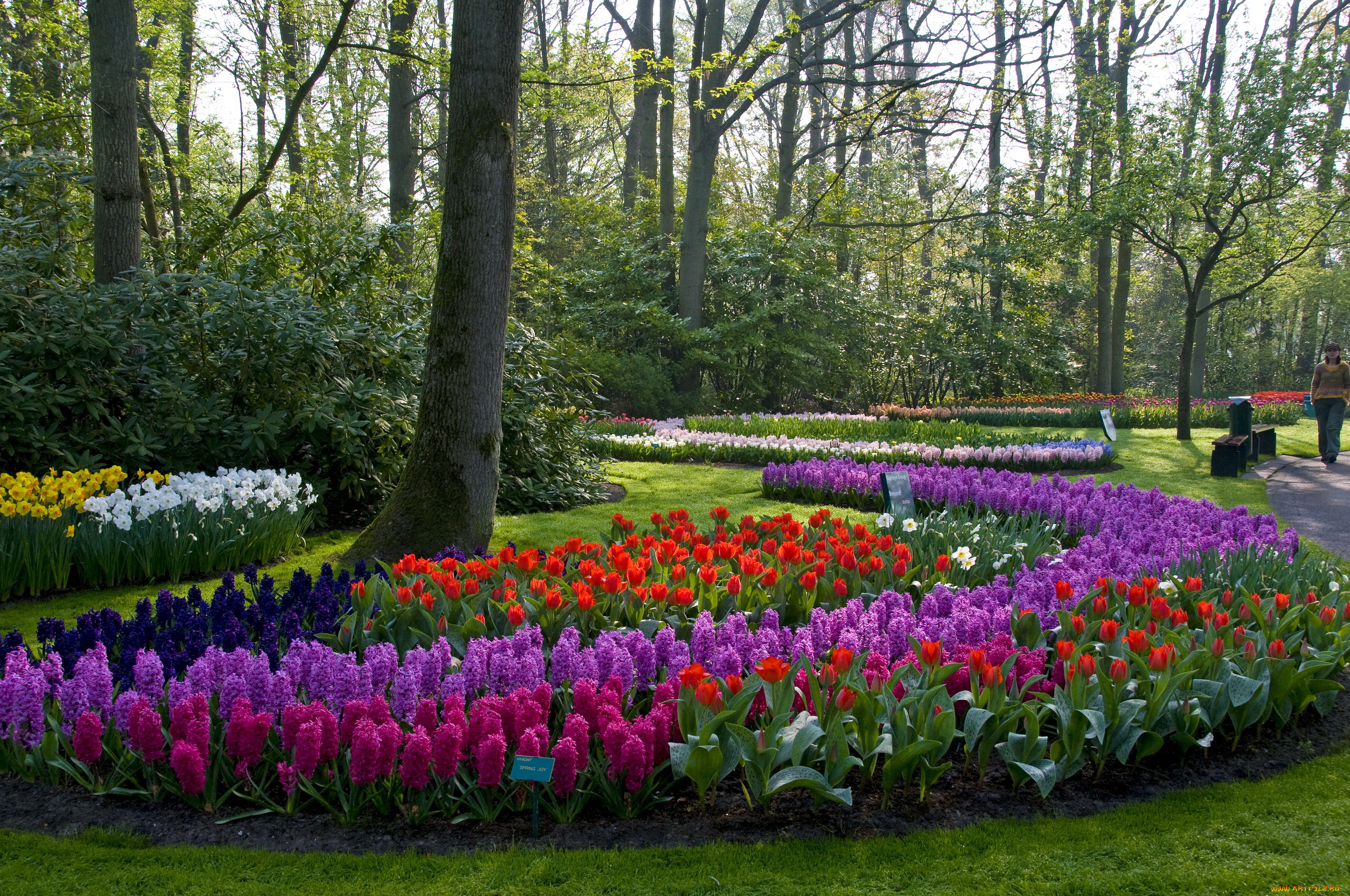 природа, парк, keukenhof, lisse, netherlands