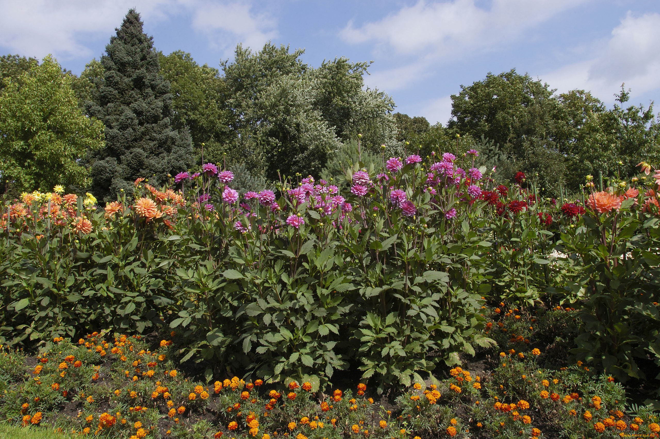 природа, луга, лес, поле, цветы