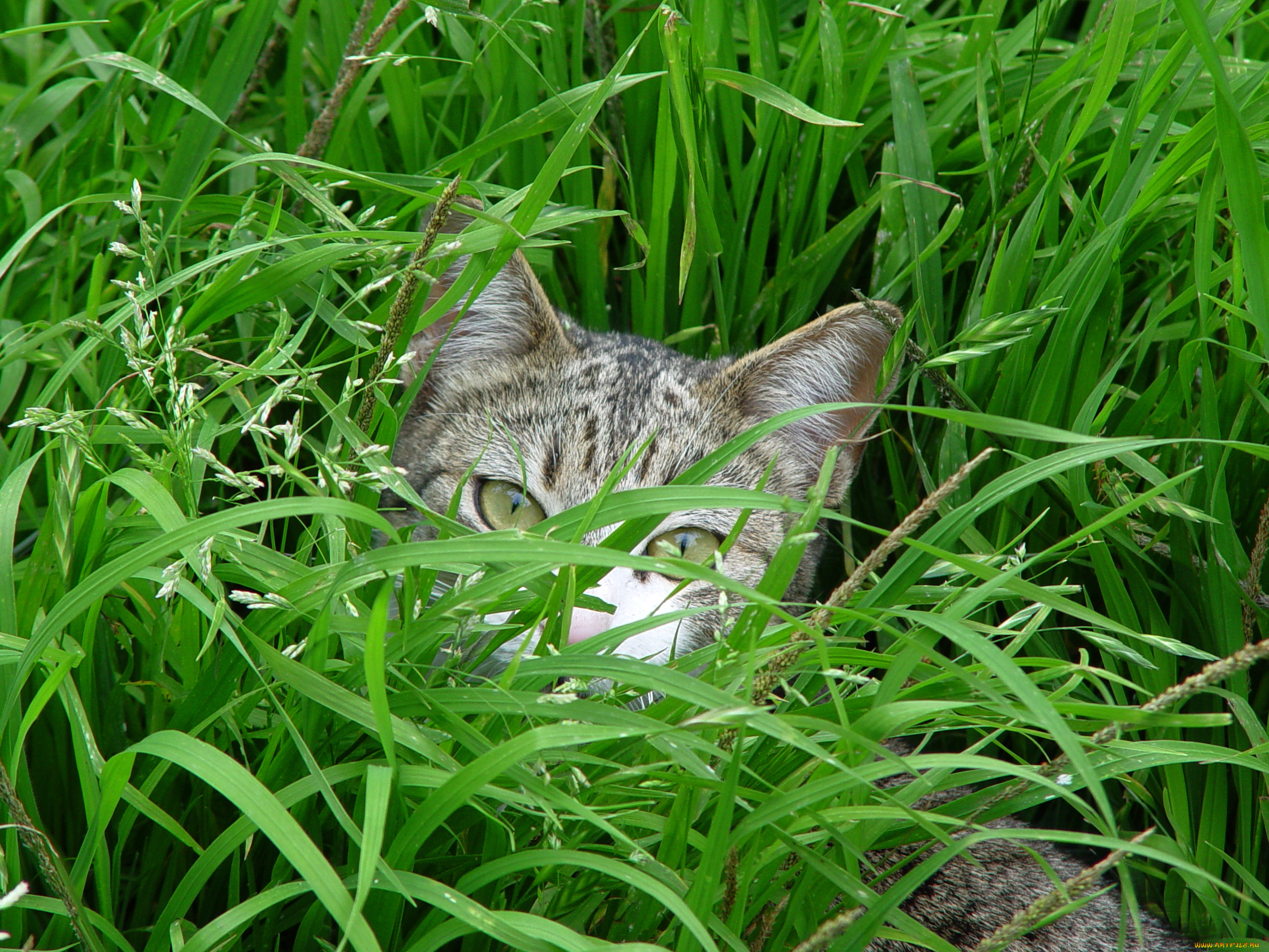 животные, коты