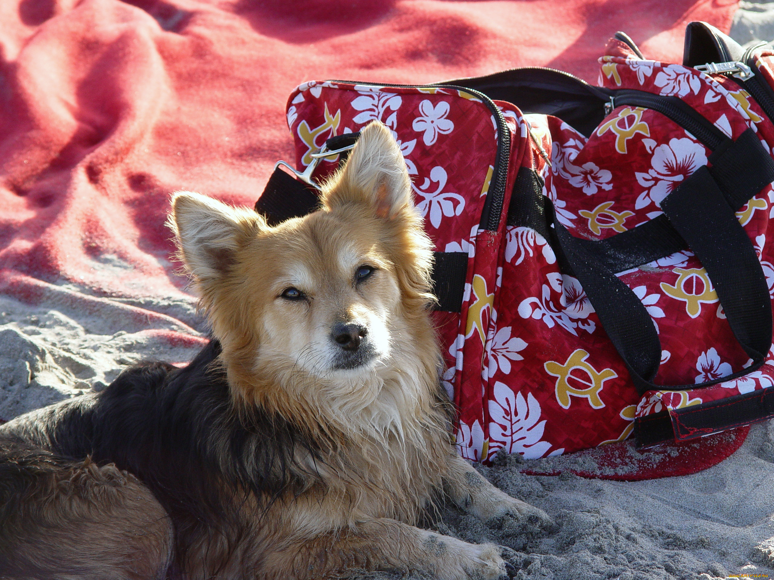 животные, собаки