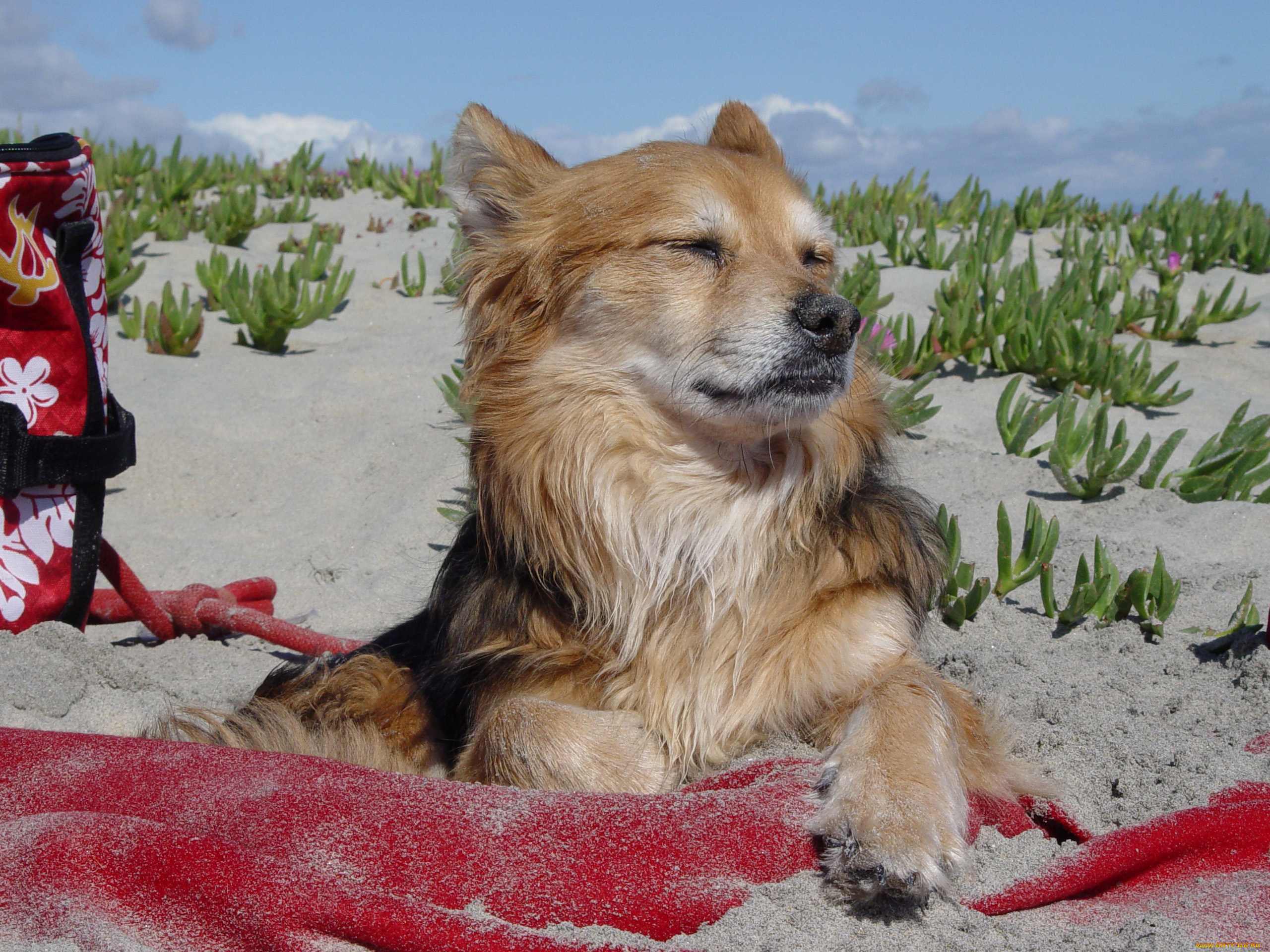 животные, собаки