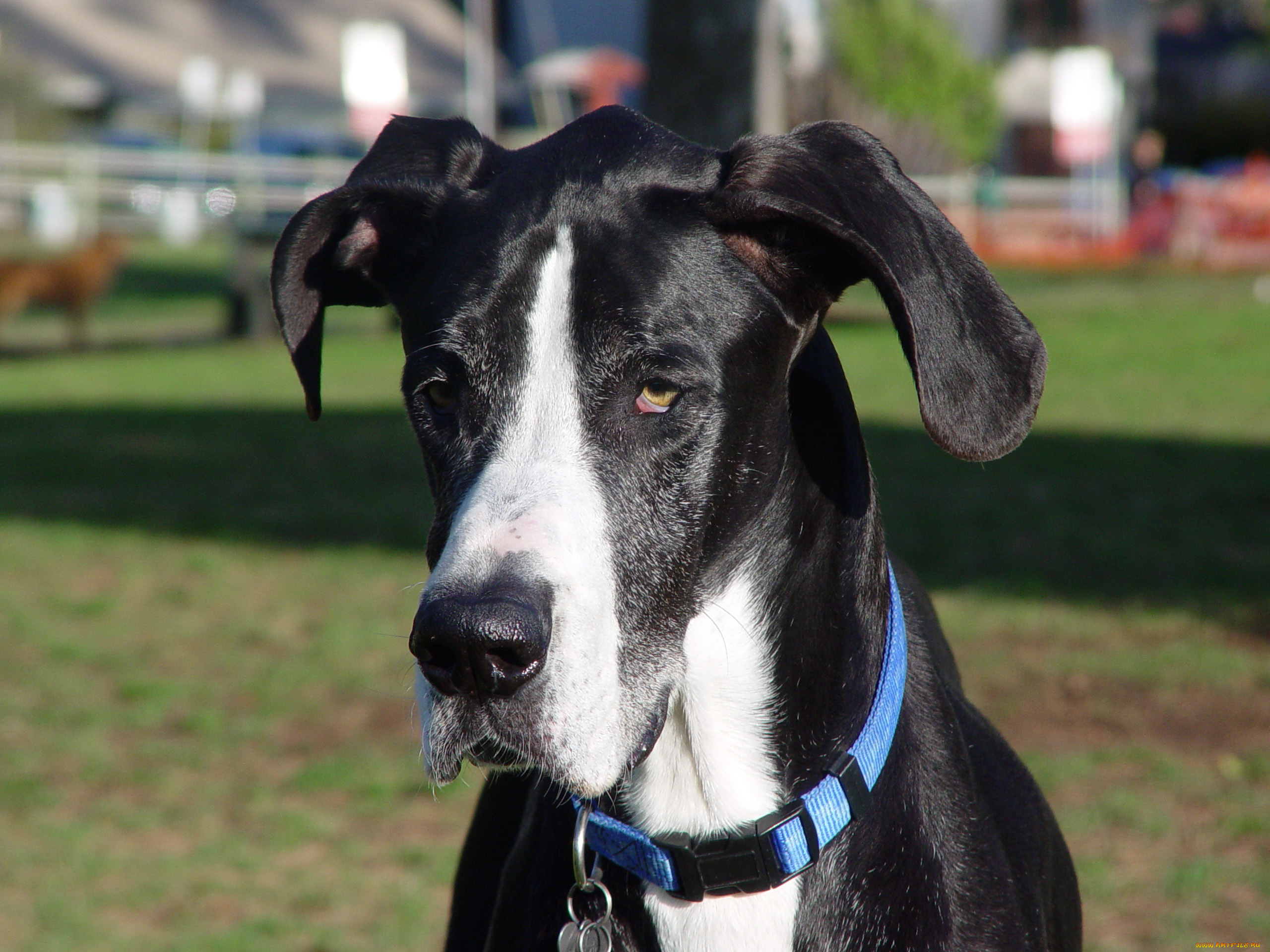 животные, собаки, дог