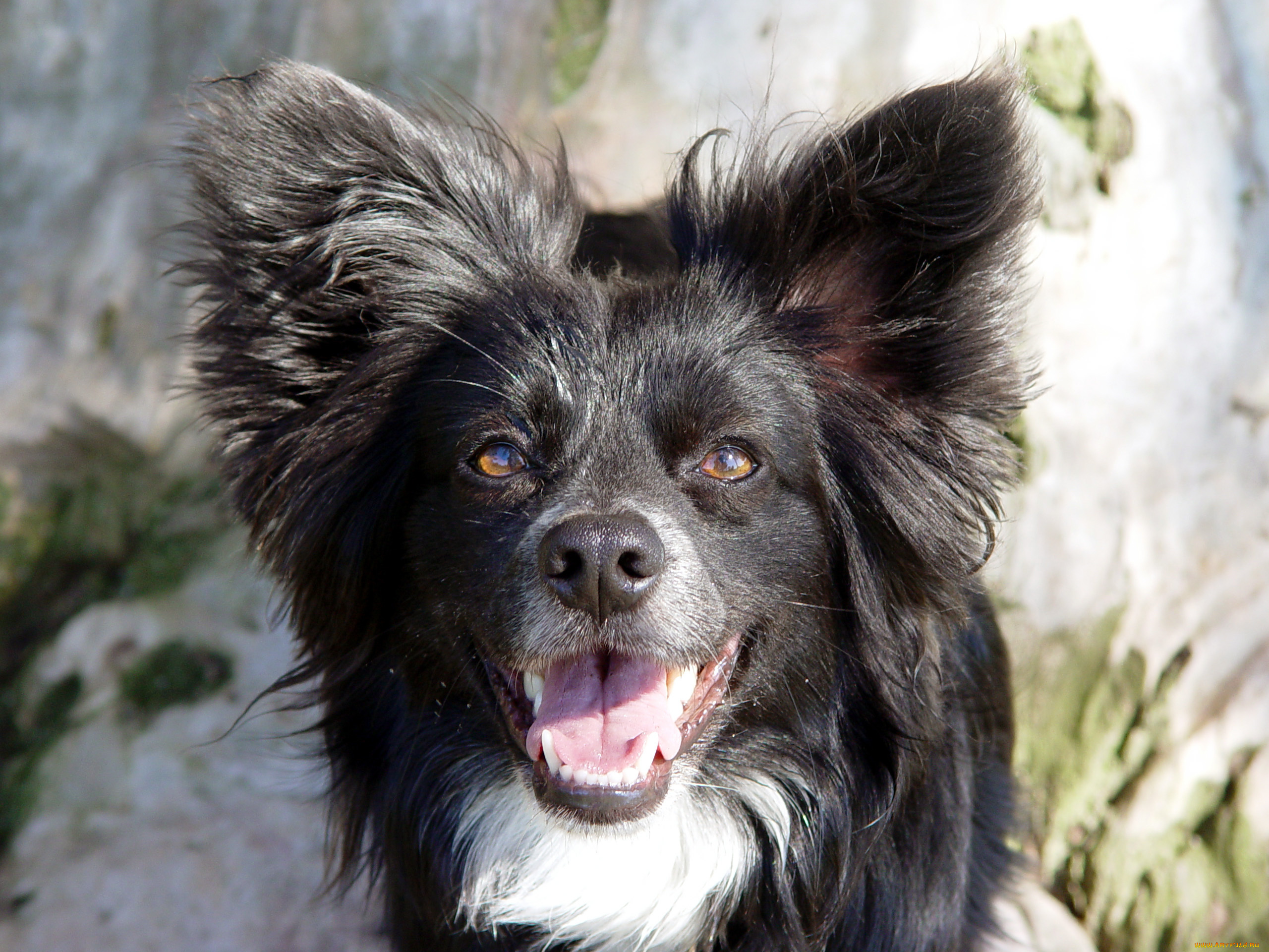 животные, собаки, морда, язык