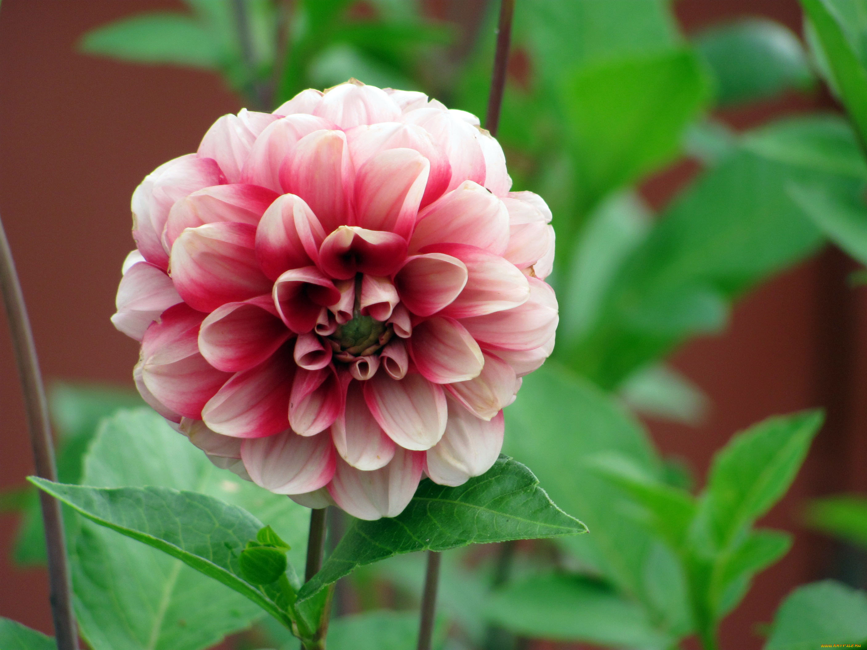 цветы, георгины, двухцветный