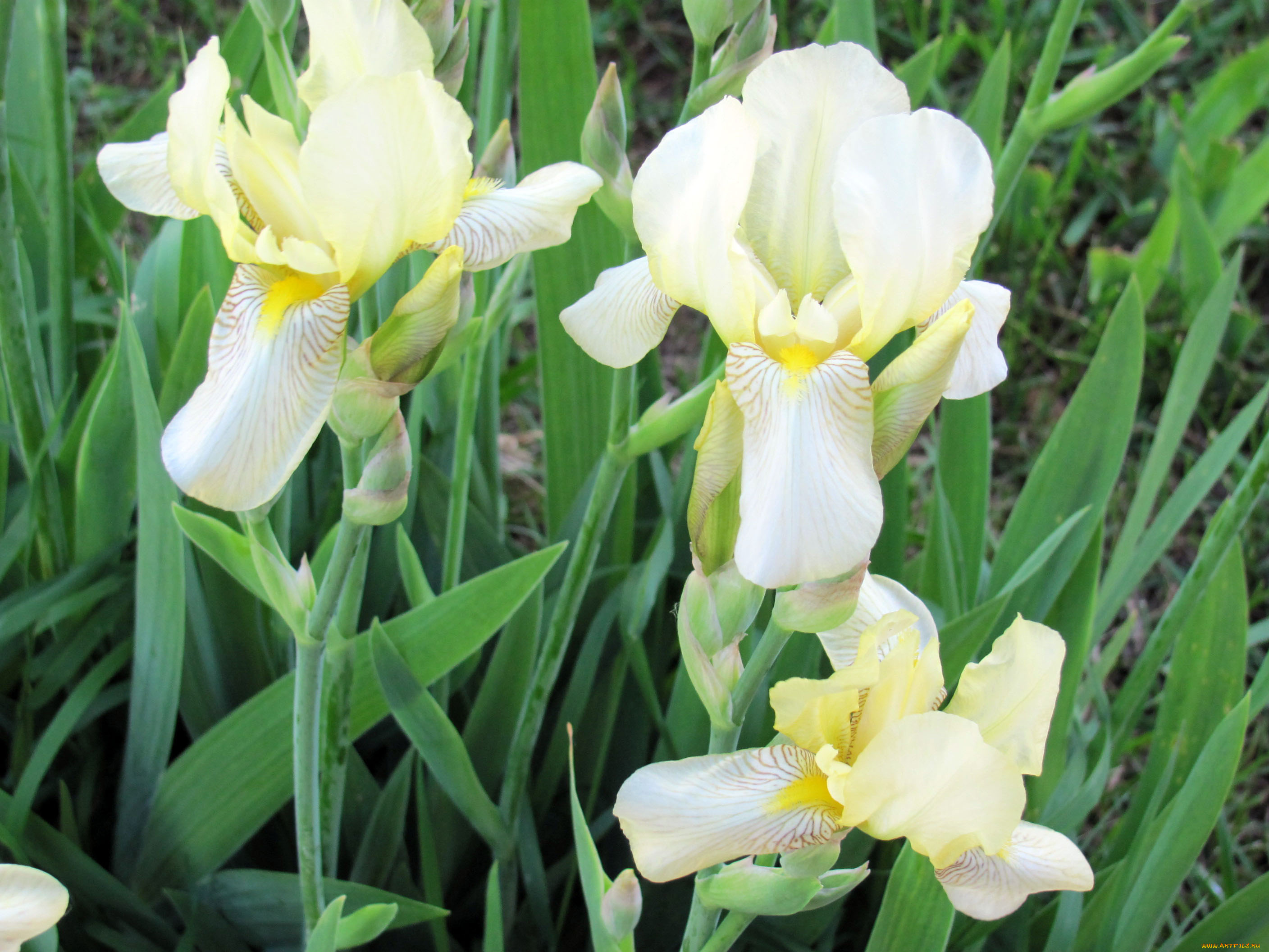 цветы, ирисы
