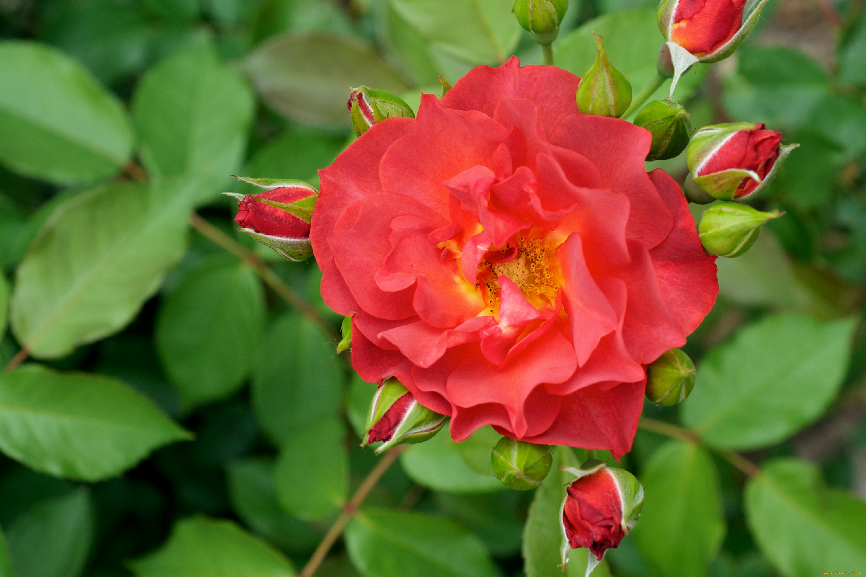 цветы, розы, красный, бутоны