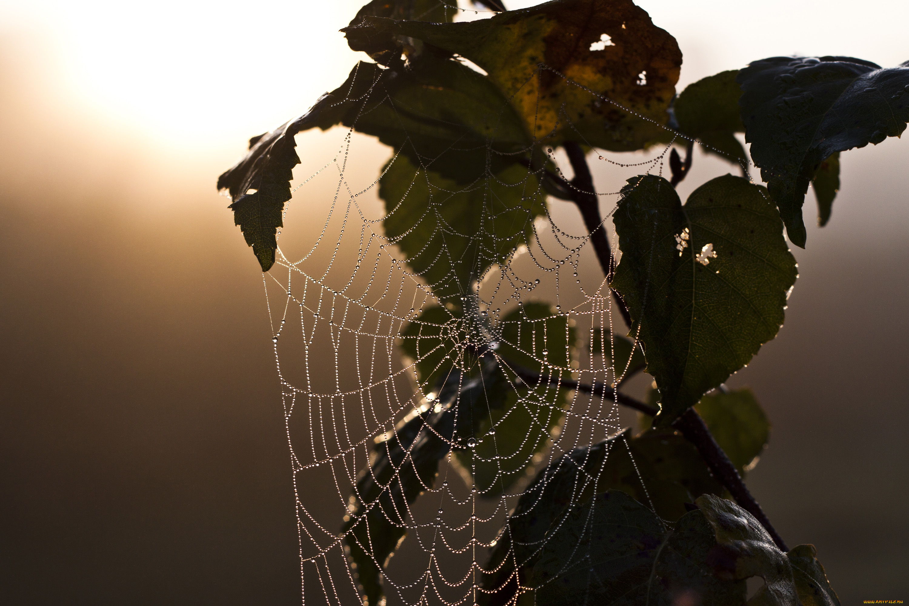 природа, макро, ветки, закат, паутина