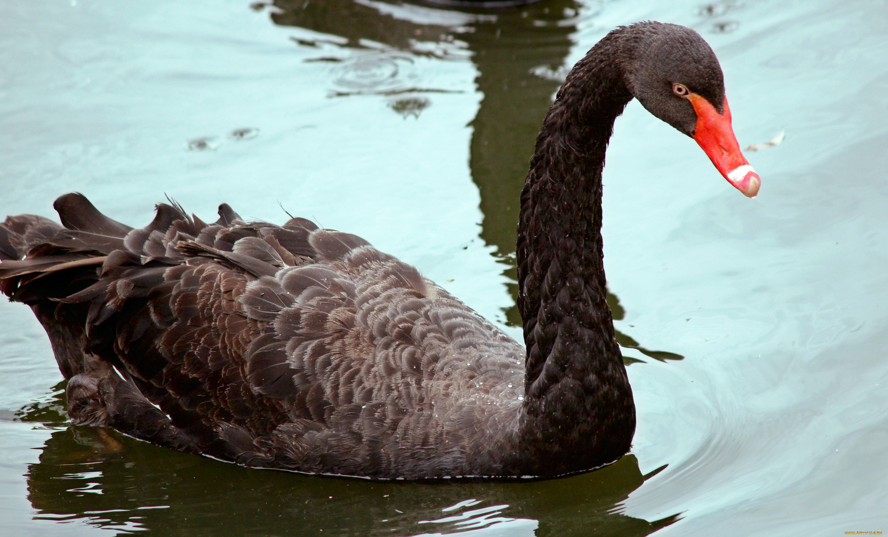 животные, лебеди, вода