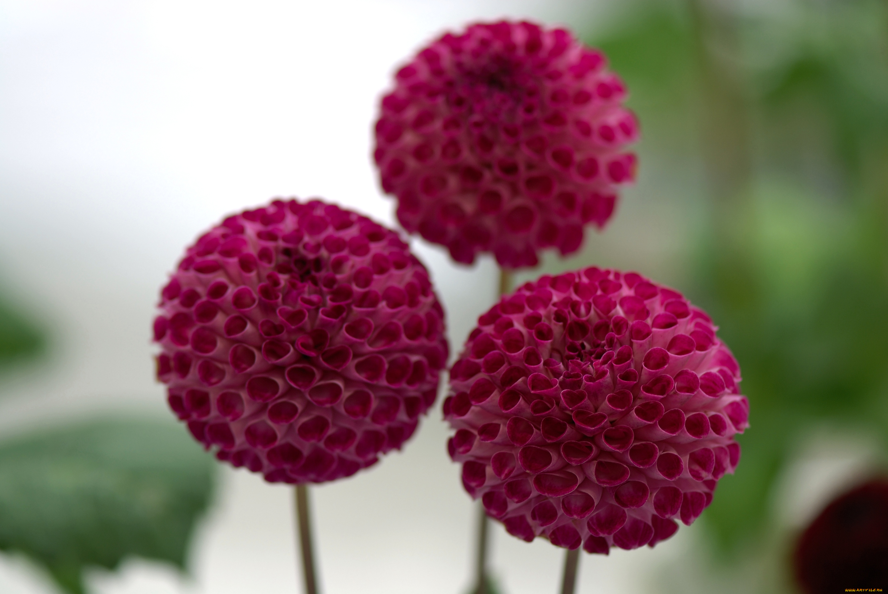 цветы, георгины, шар, красный