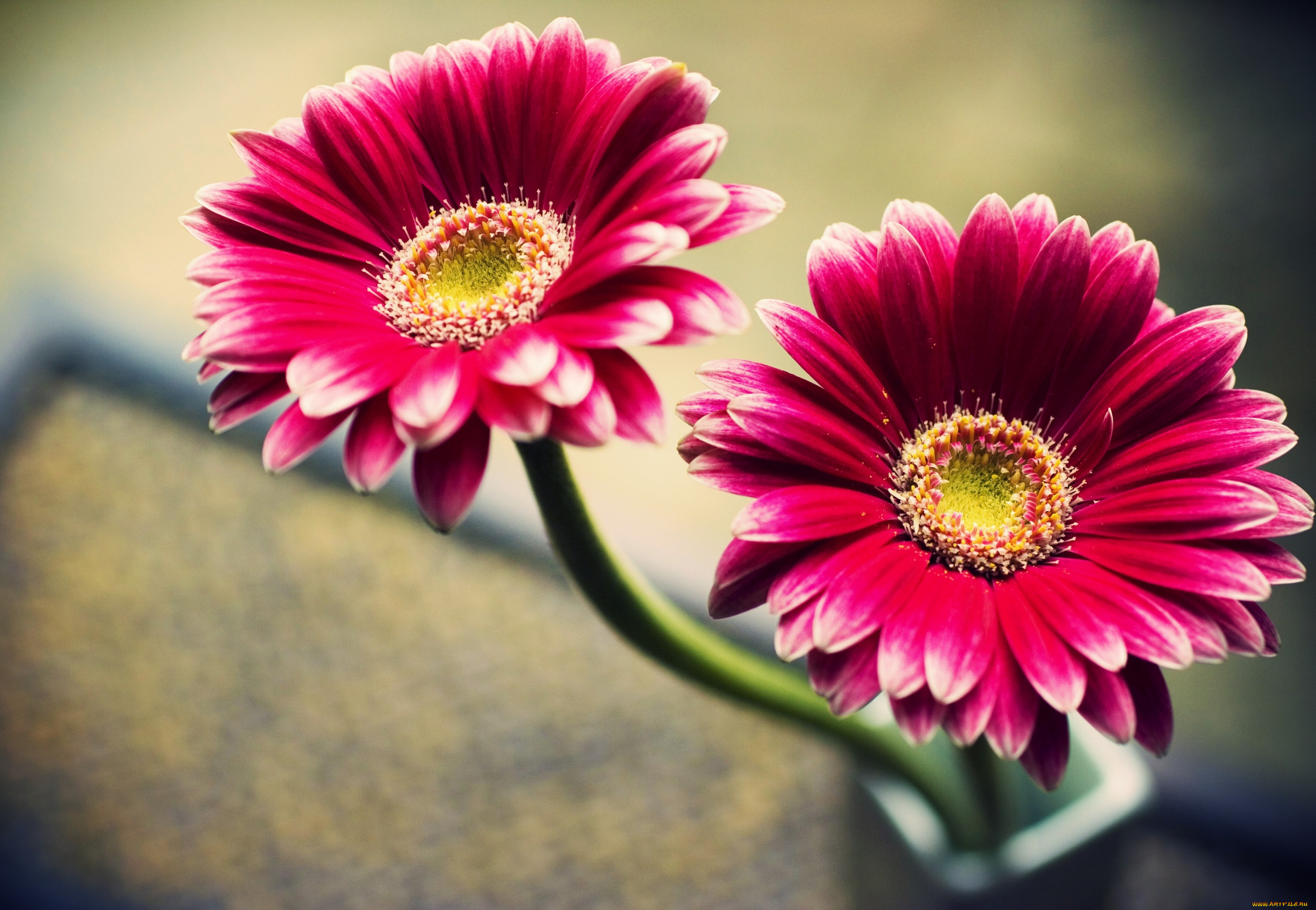 цветы, герберы, красный, лепестки