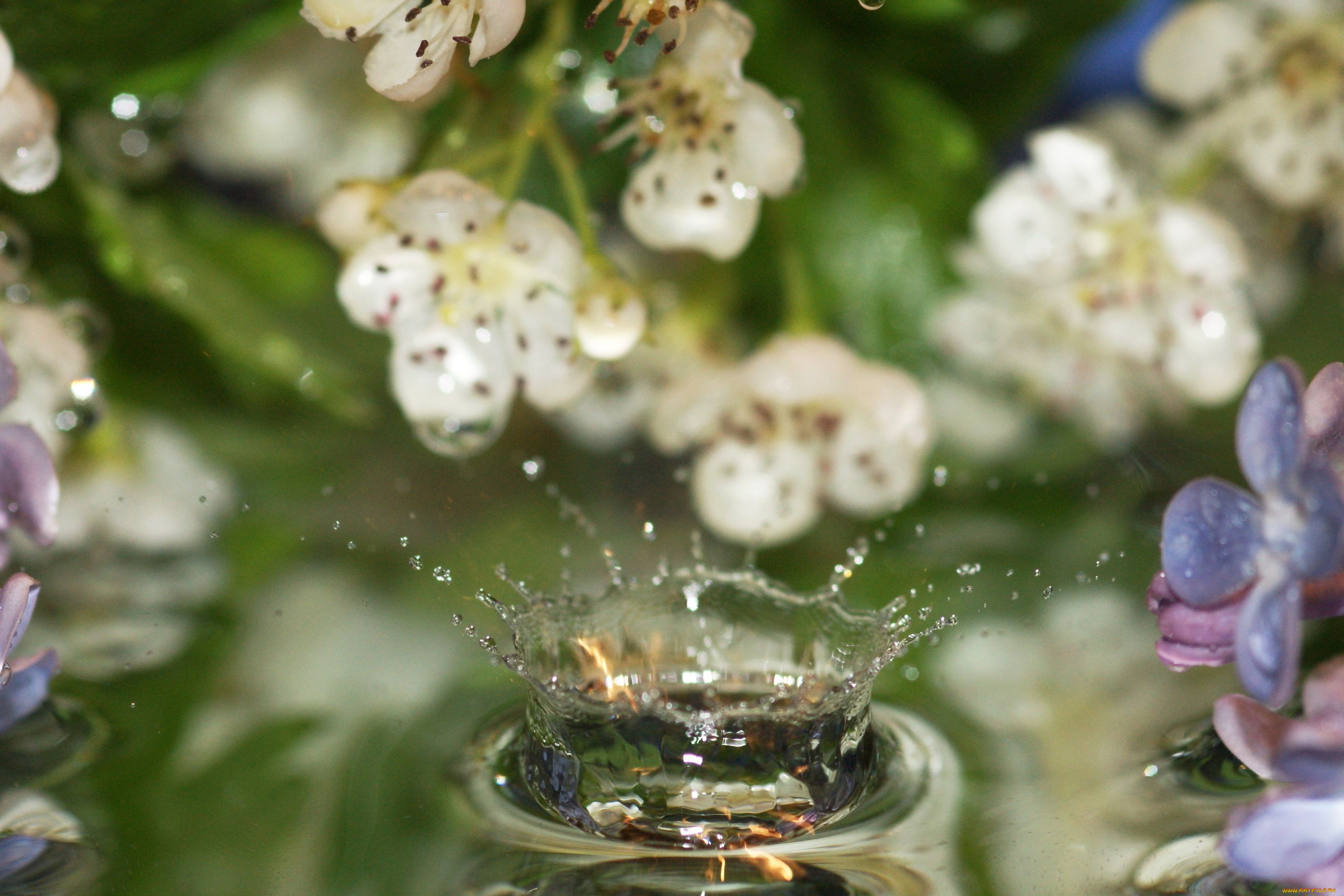 разное, капли, брызги, всплески, цветы