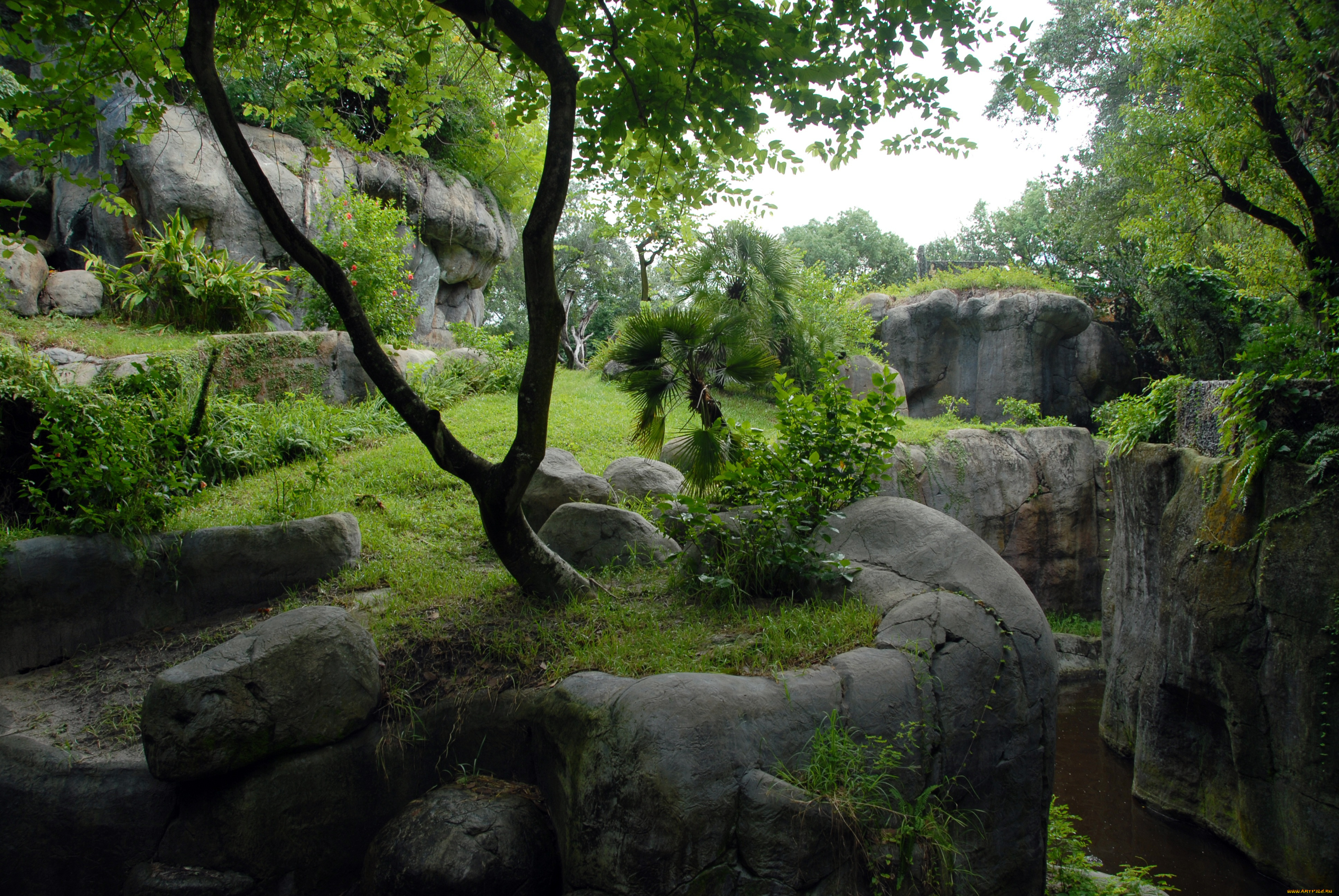 природа, другое, трава, вода, деревья, скалы, лес