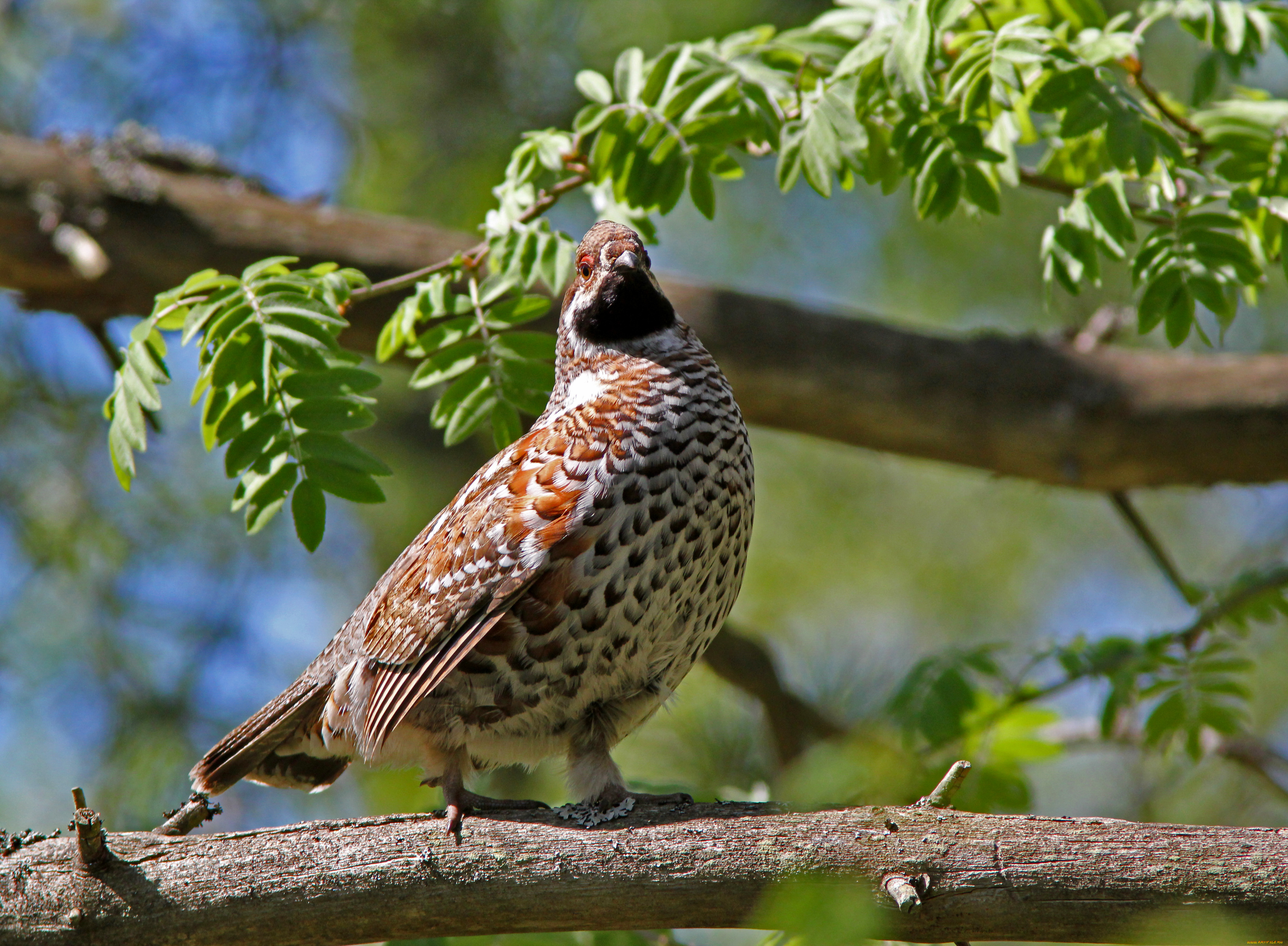 животные, куропатки, рябчики, перепела, ветка
