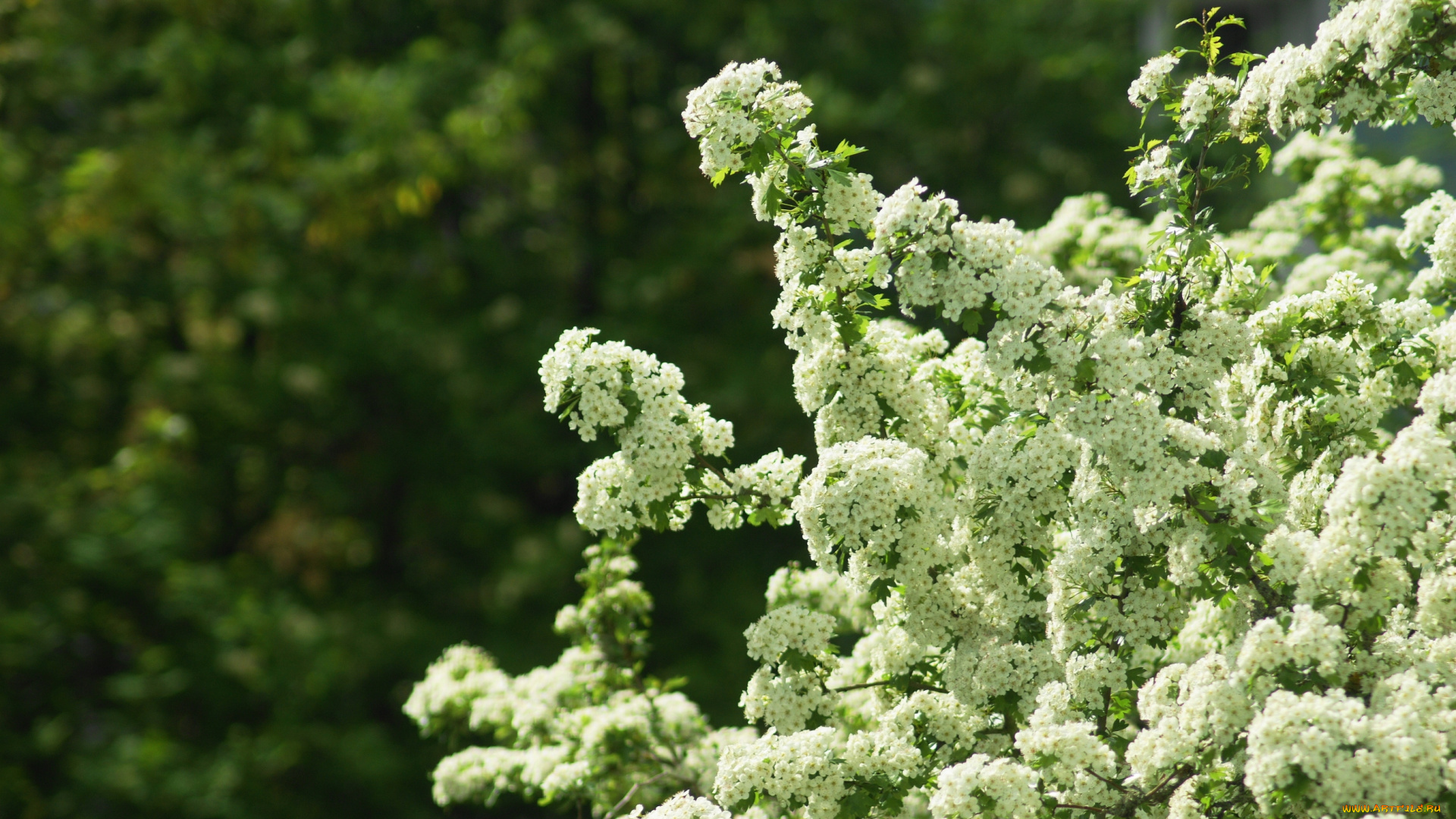 цветы, цветущие, деревья, , , кустарники, куст