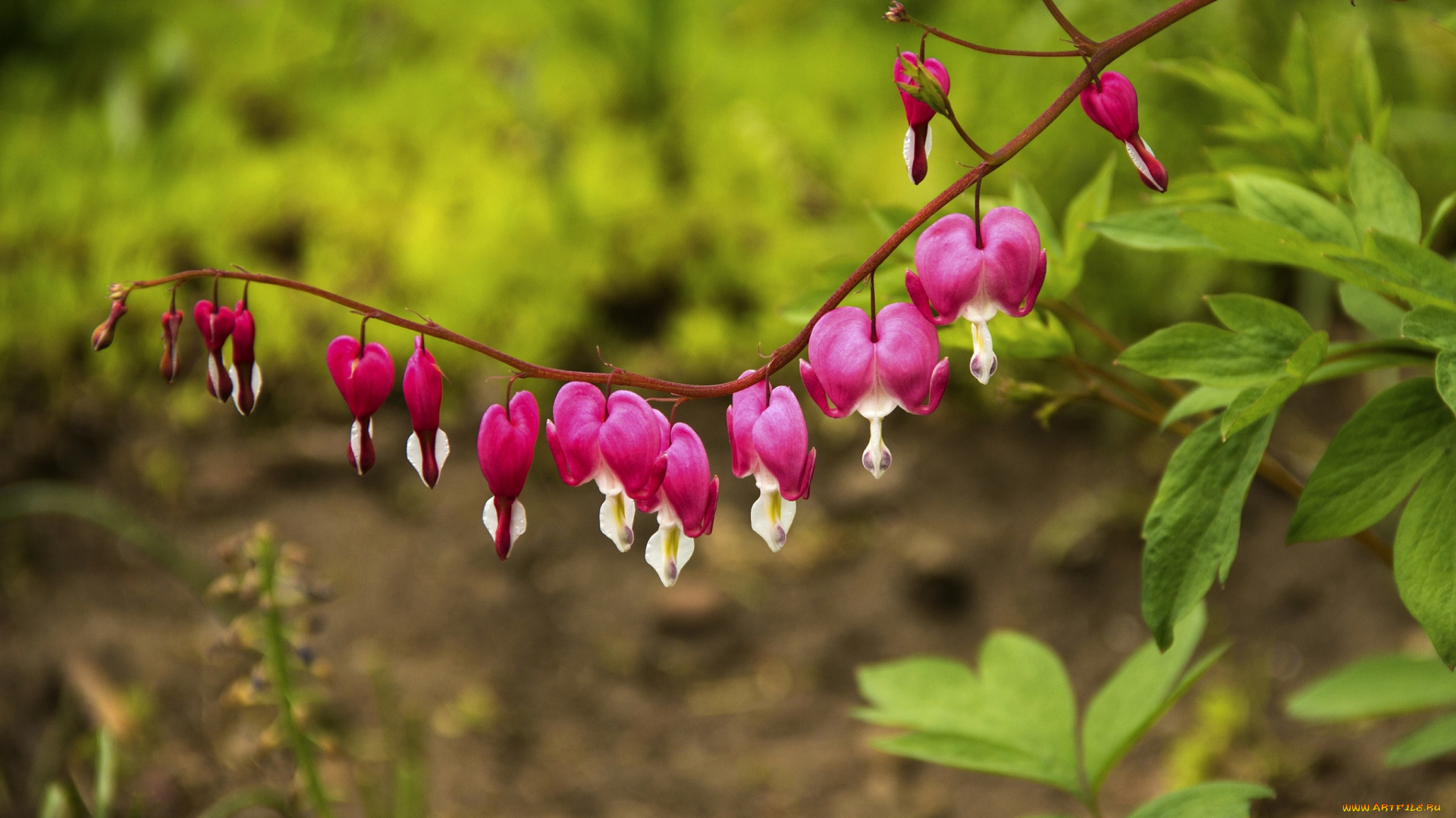 цветы, дицентра, , разбитое, сердце, веточка