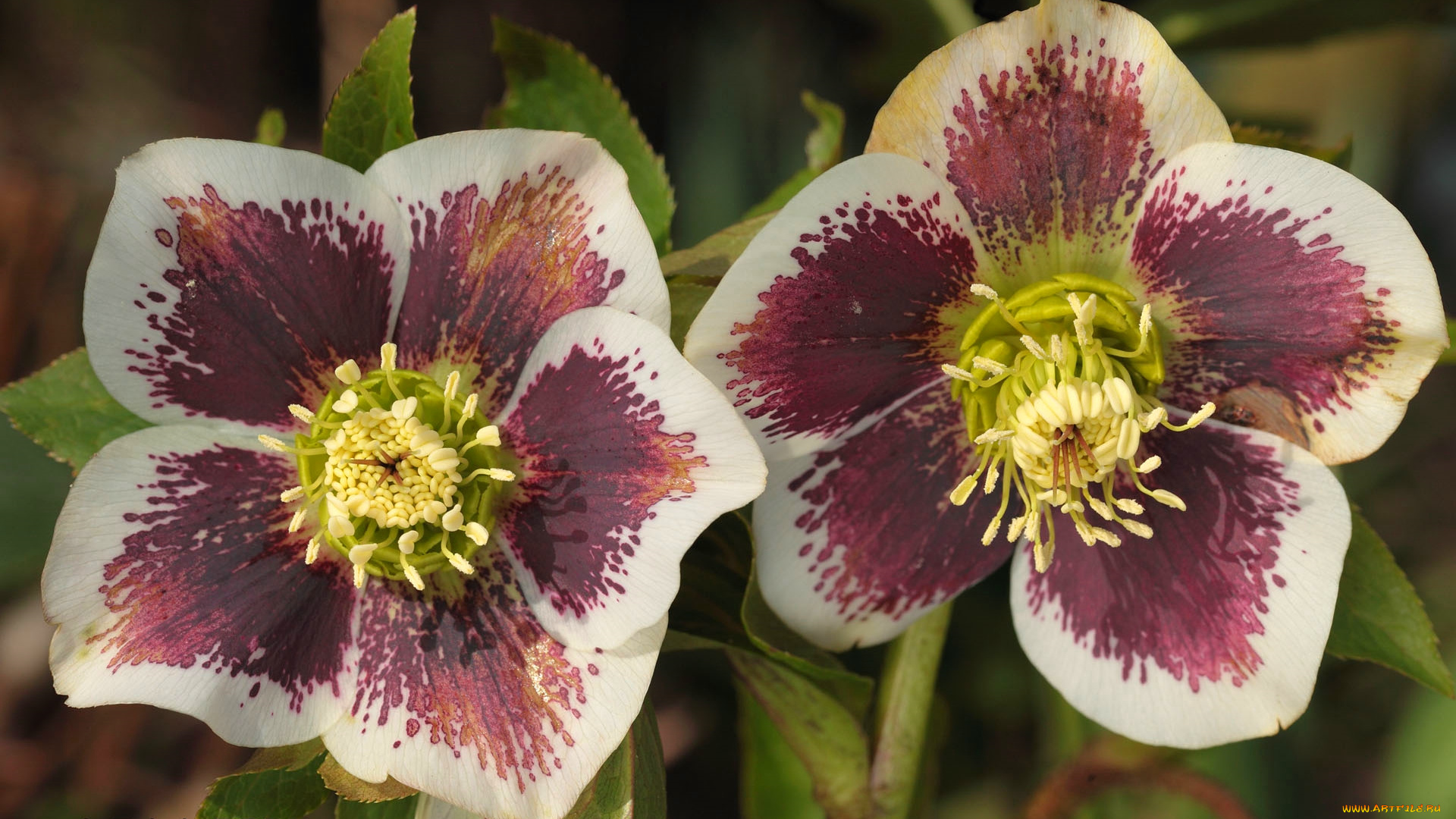 цветы, геллеборус, , морозник