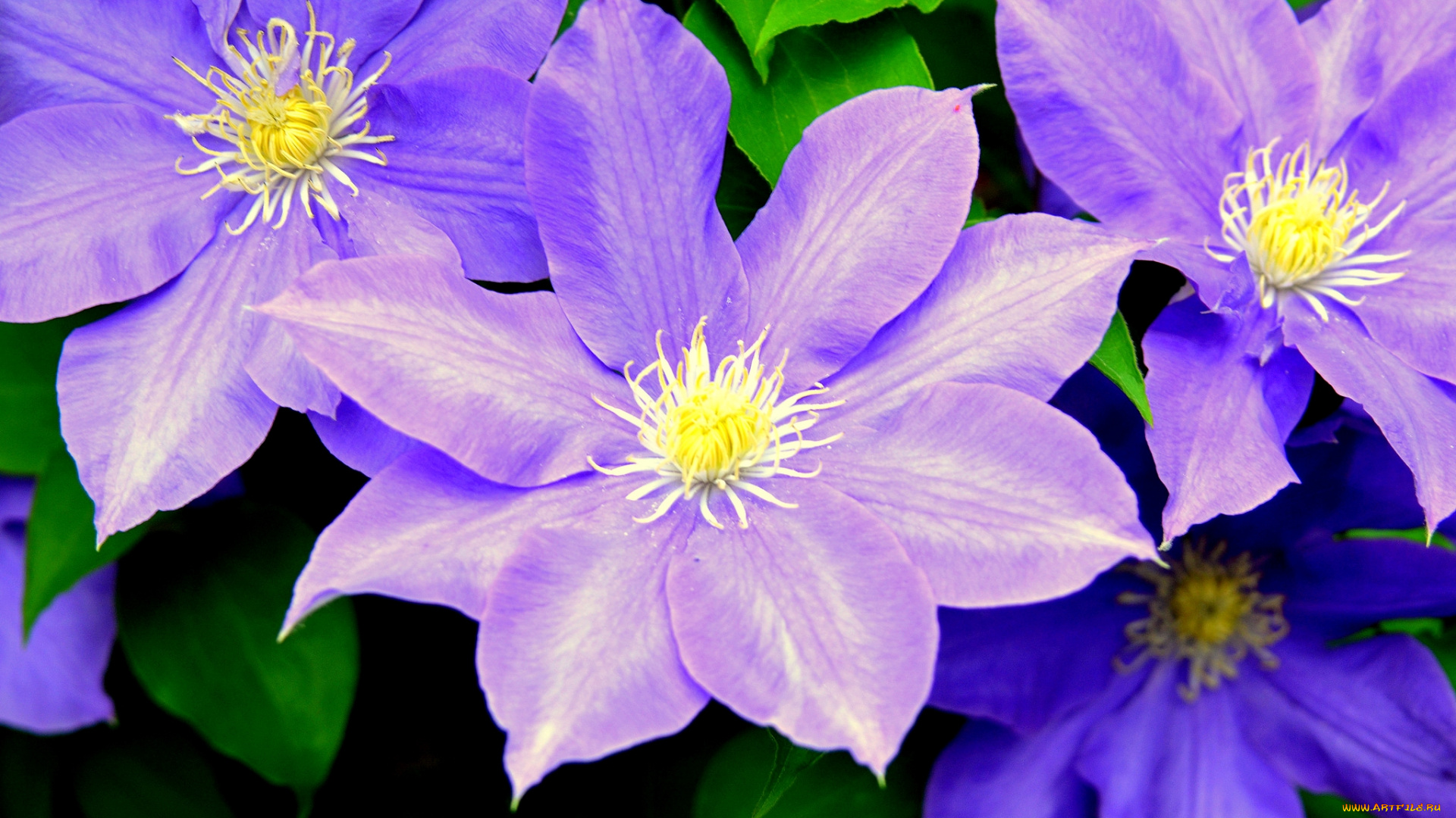 цветы, клематис, , ломонос, макро