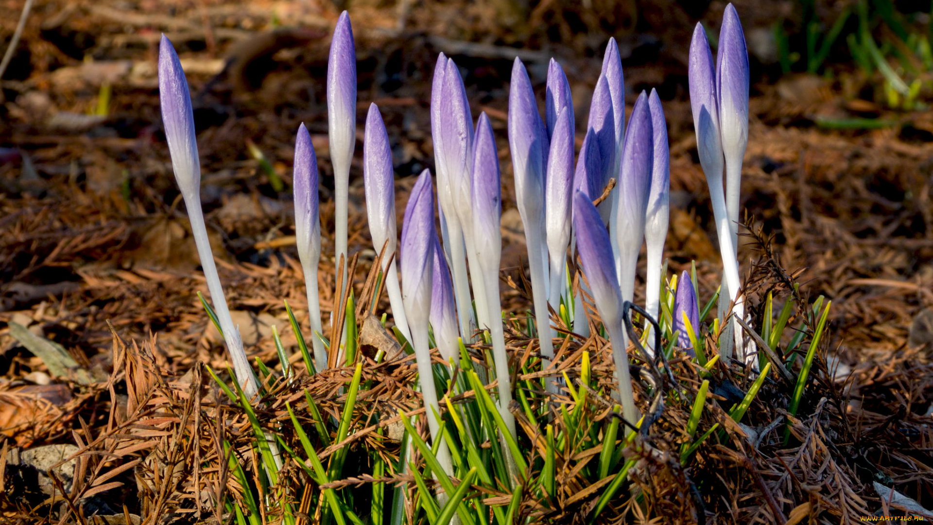 цветы, крокусы, мох, ветки