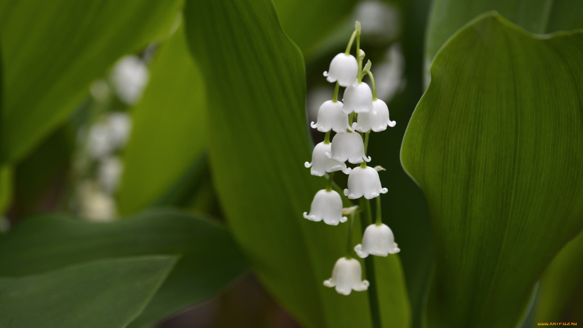 цветы, ландыши, ветка
