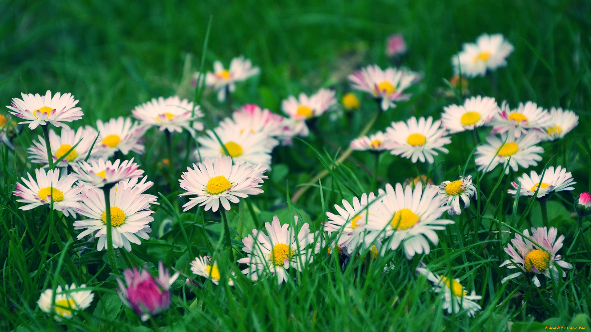 цветы, маргаритки, весна