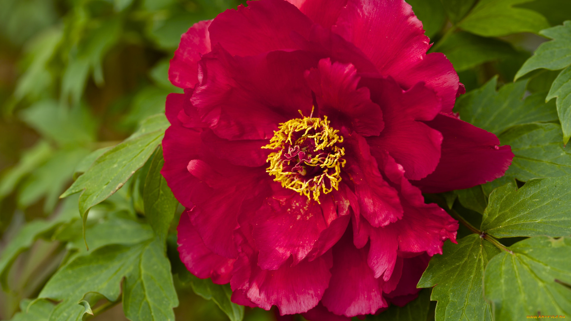 цветы, пионы, макро