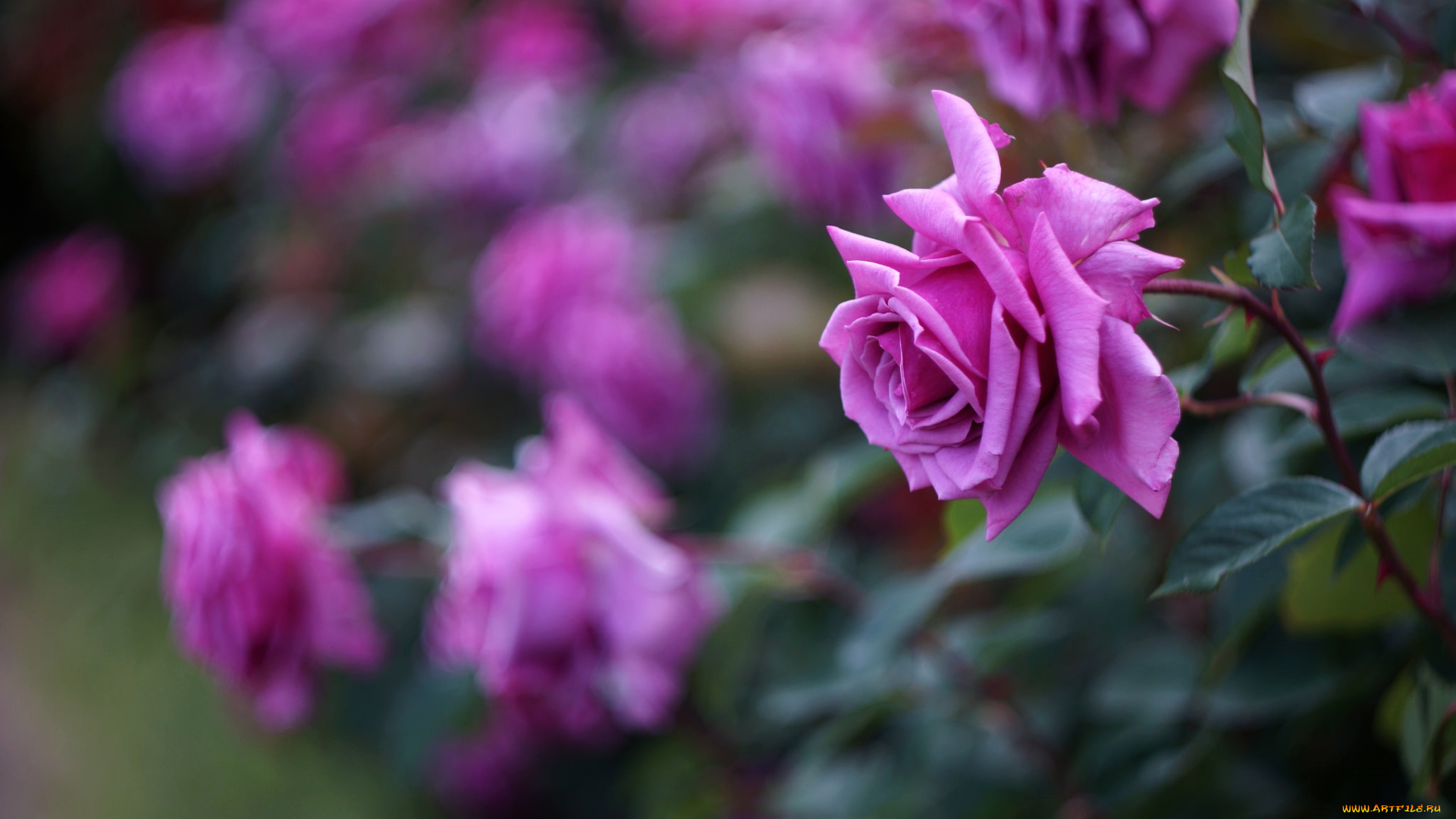 цветы, розы, лиловый