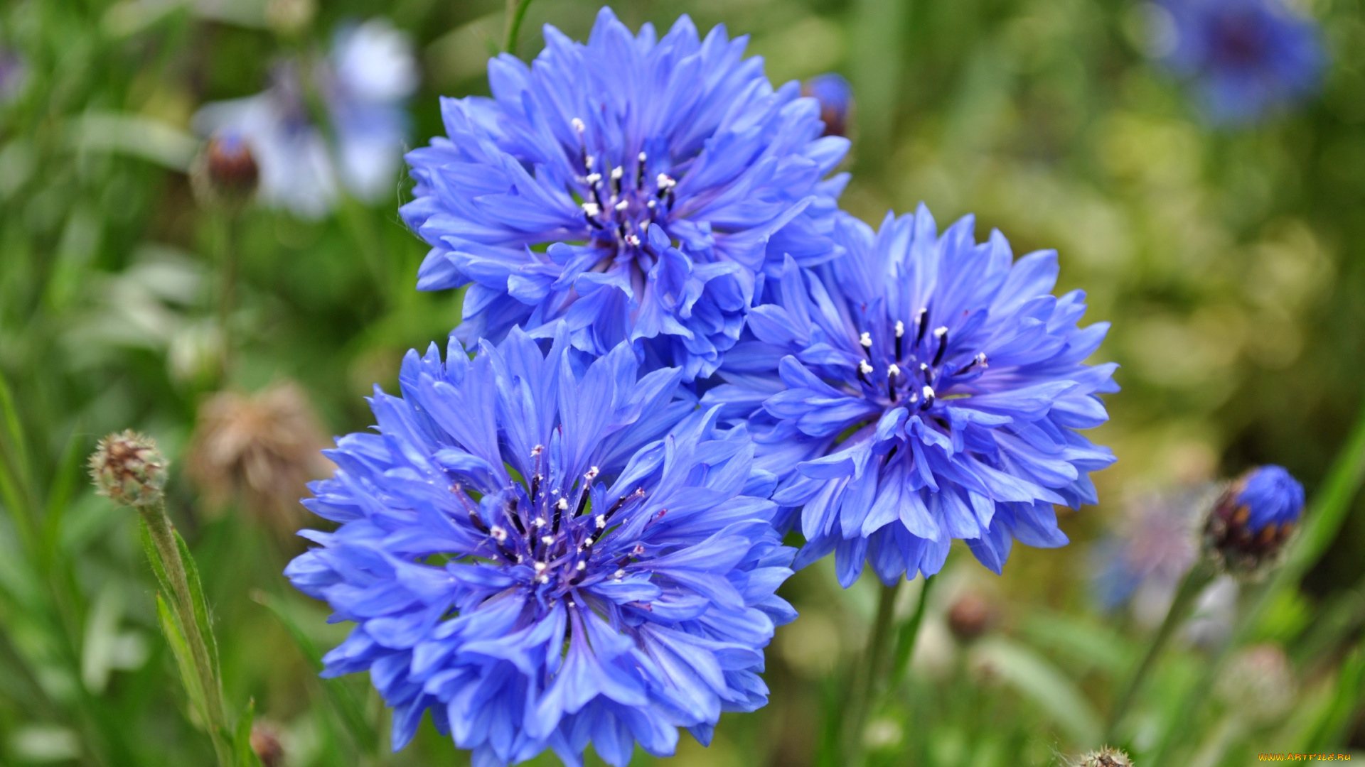 цветы, васильки, трио