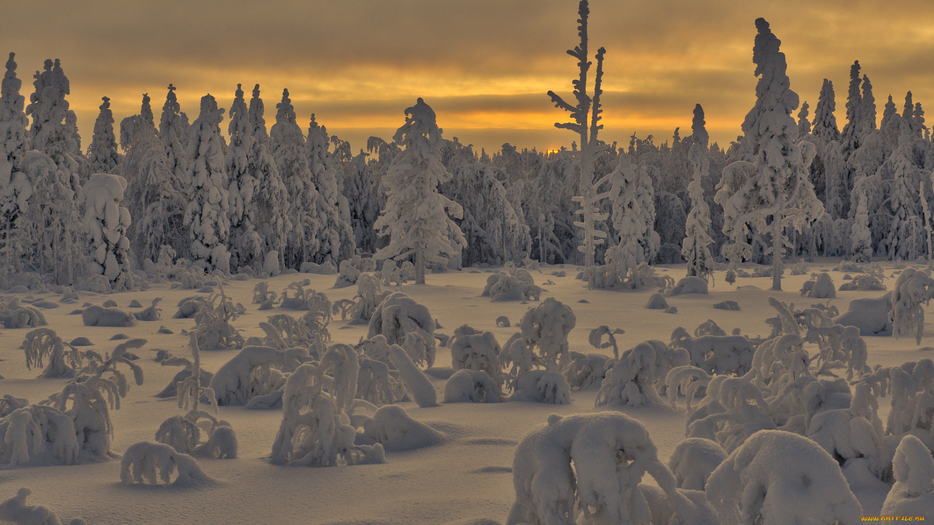 природа, зима, лес, снег, утро