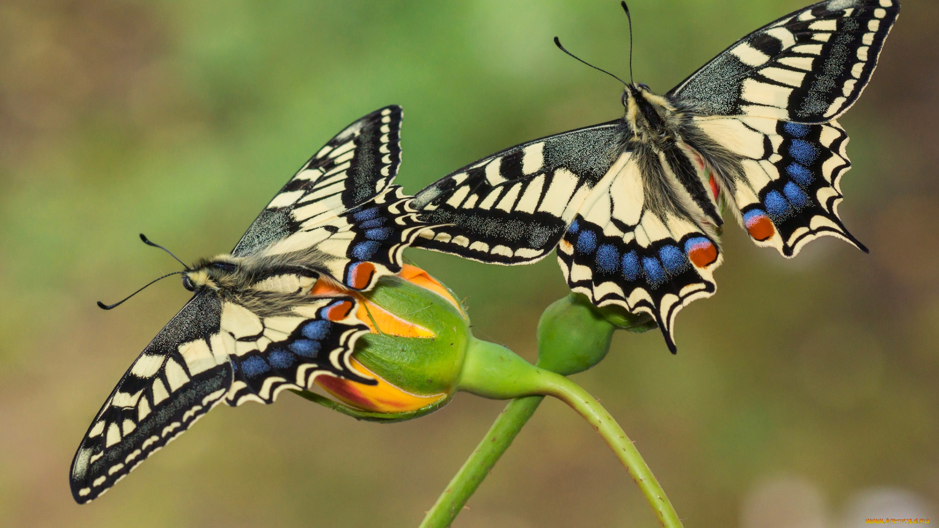 животные, бабочки, пара, крылья