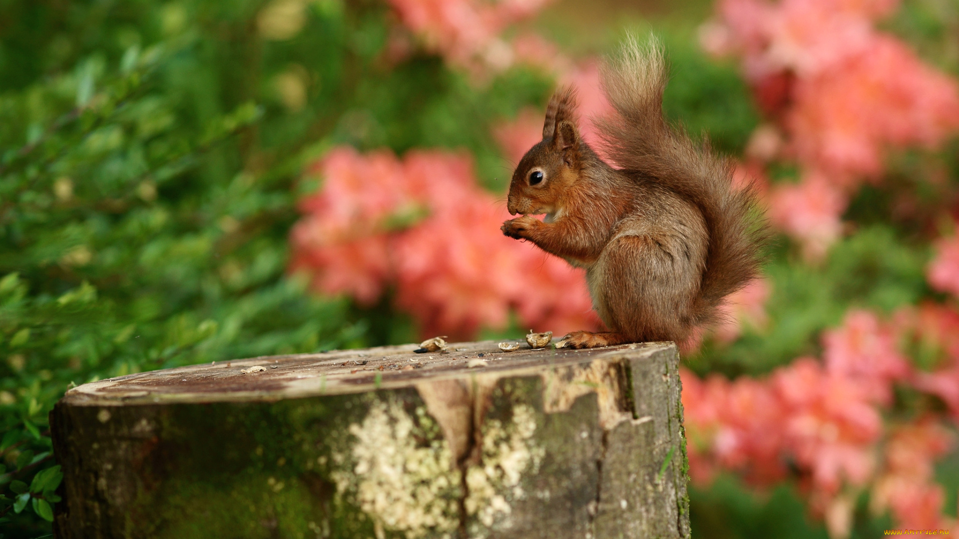 животные, белки, зверек