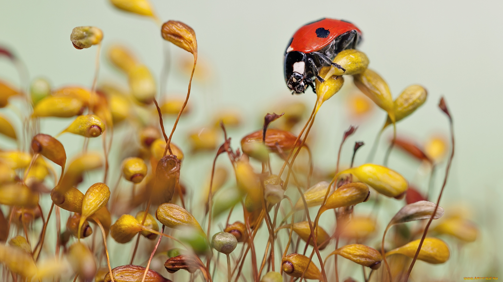 животные, божьи, коровки, ladybug, grass, macro, макро, божья, коровка, травинки