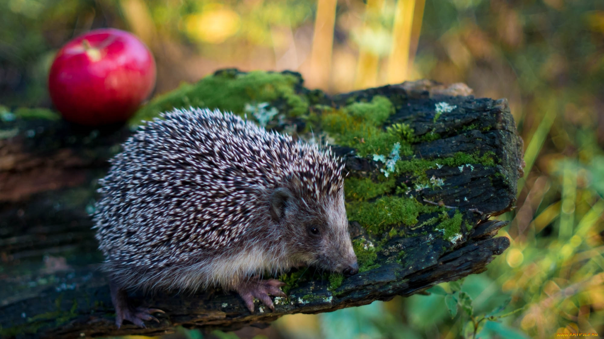 животные, ежи, яблоко, колючки