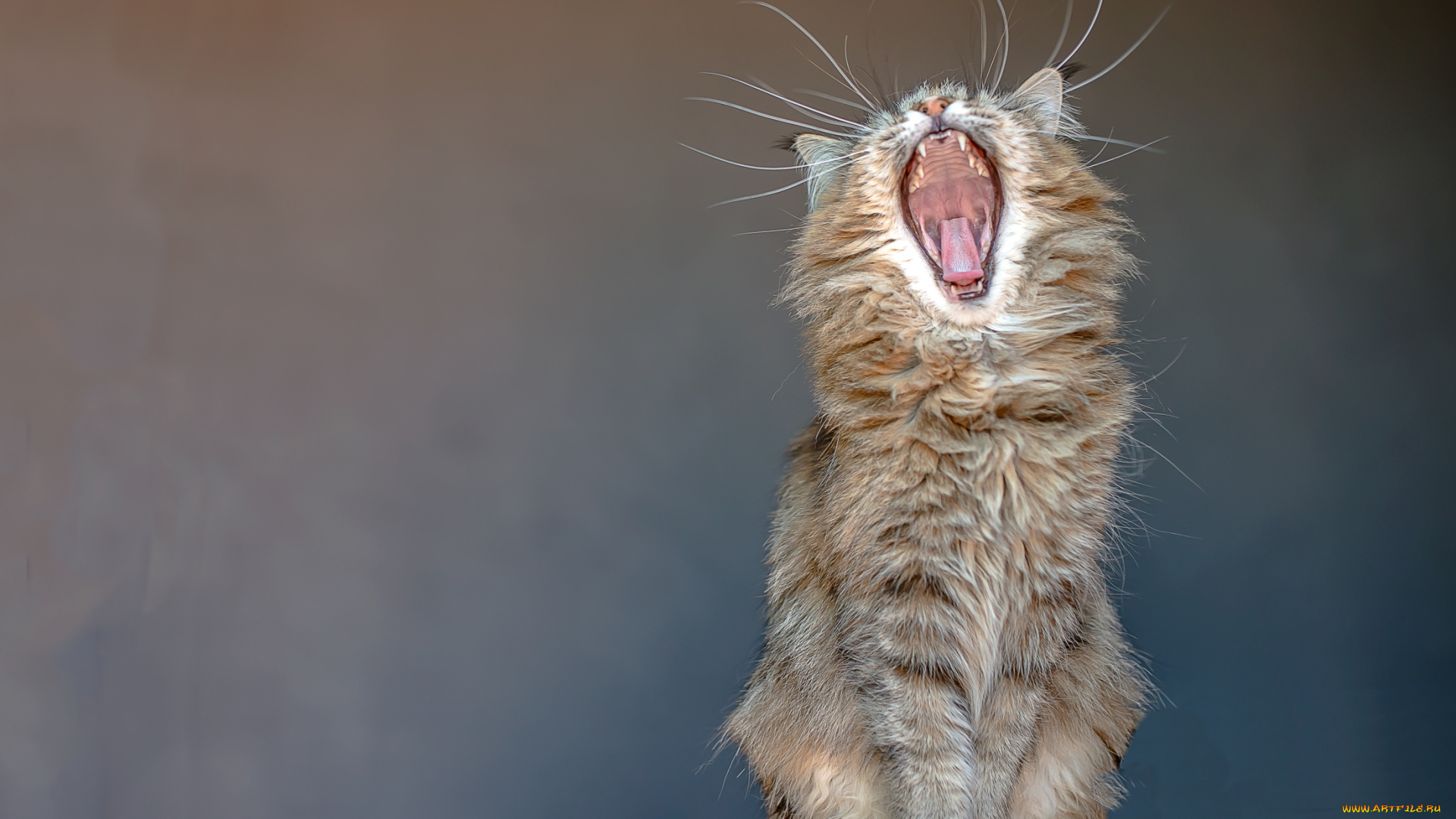 животные, коты, зевота