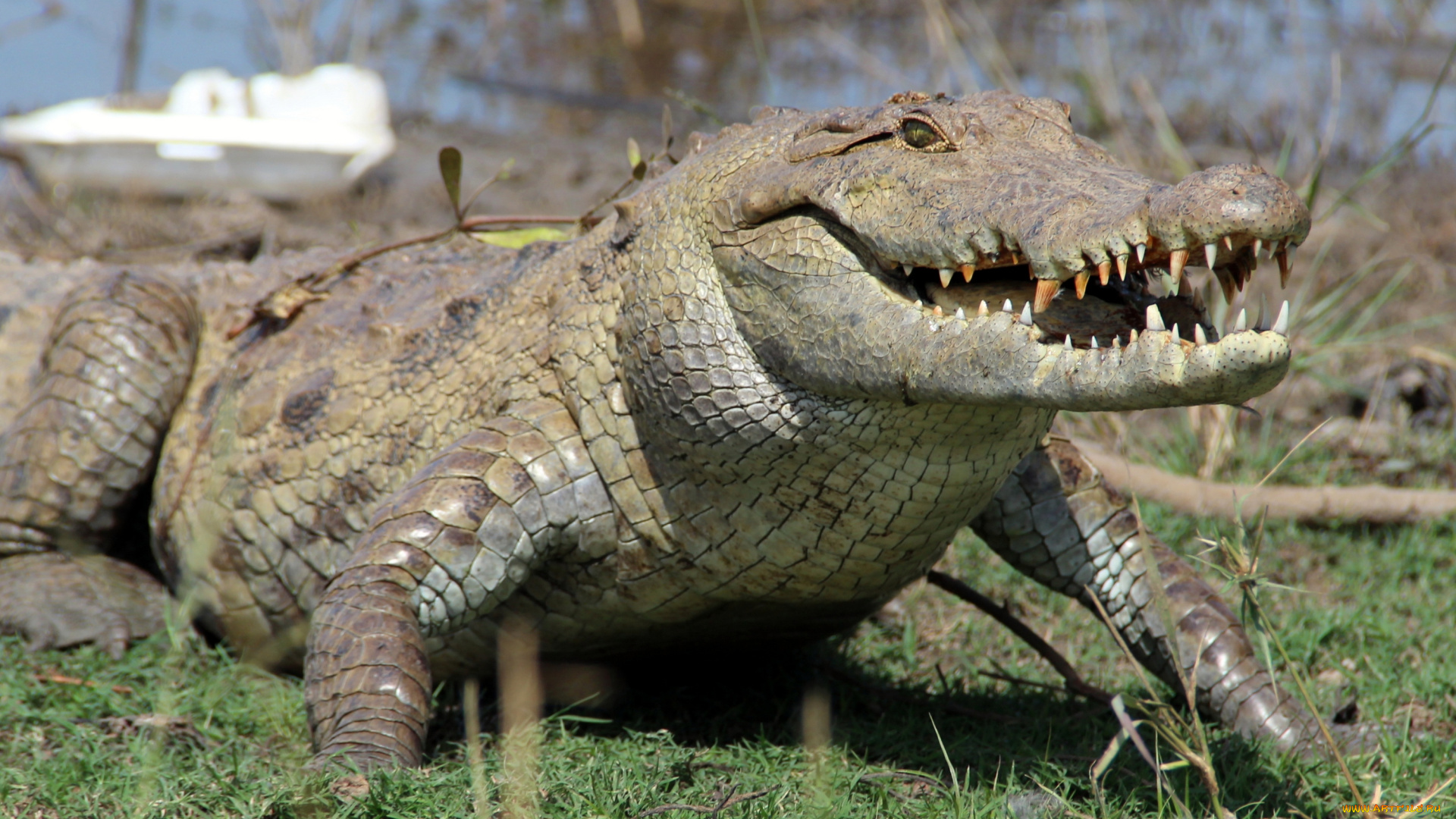 животные, крокодилы, аллигатор, гавиал, кайман, пресмыкающееся